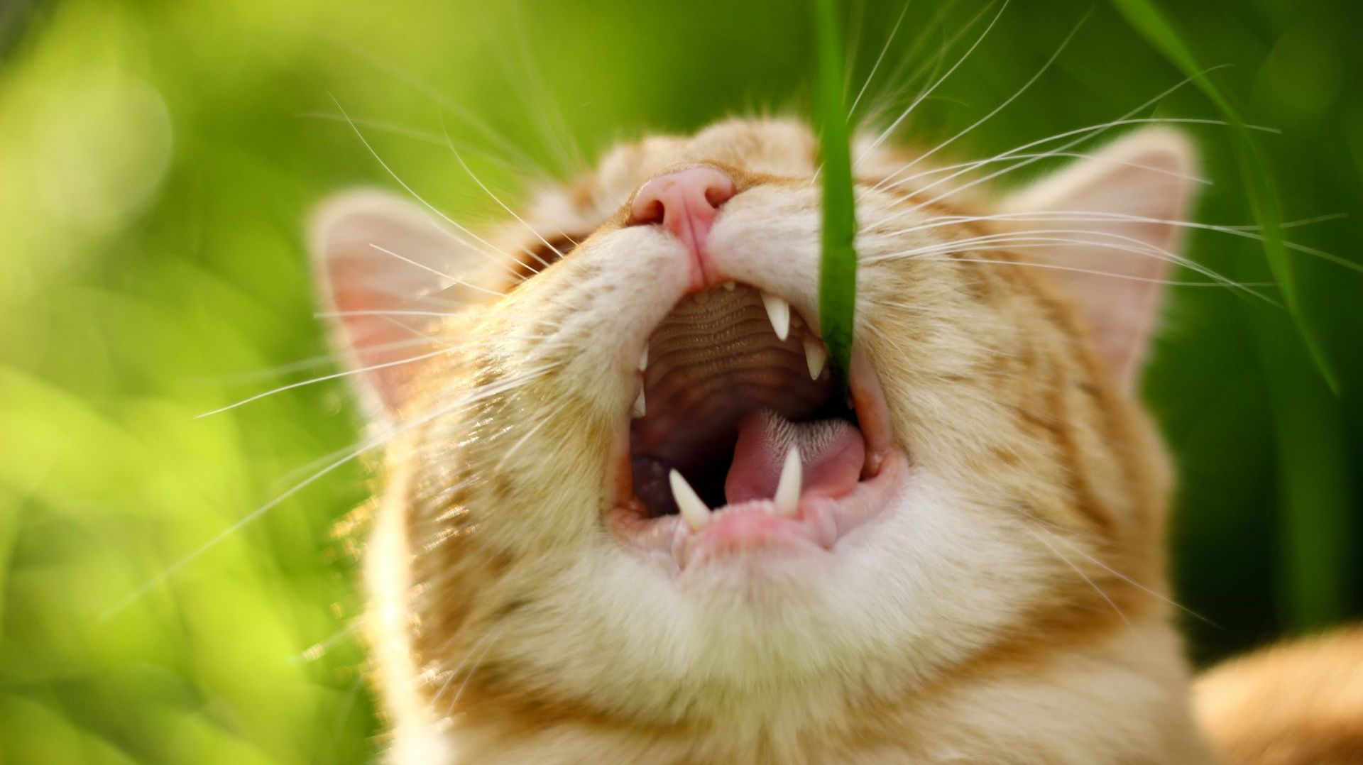 Mâchouiller de l’herbe est un comportement indispensable pour les chats.