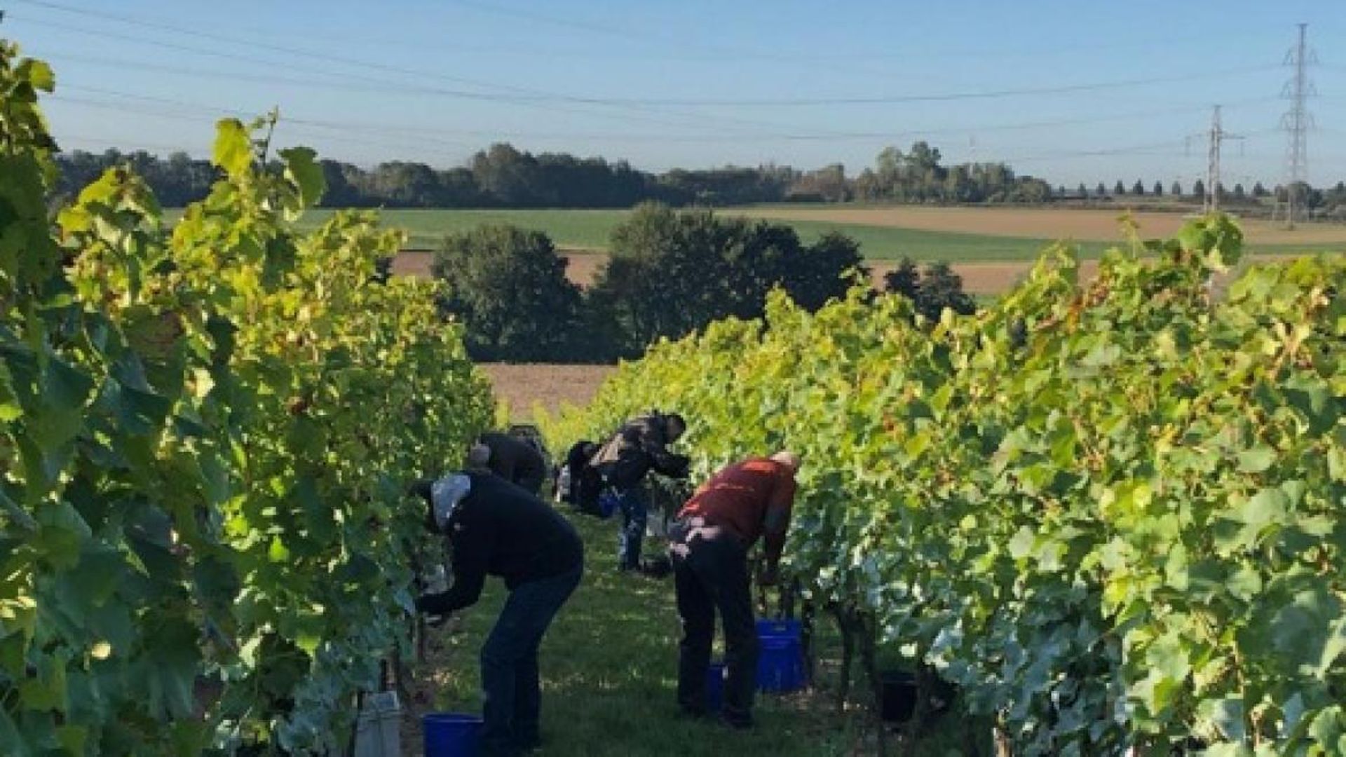 Les vignerons wallons impatients de lancer des vendanges qui s’annoncent prometteuses – RTBF Actus