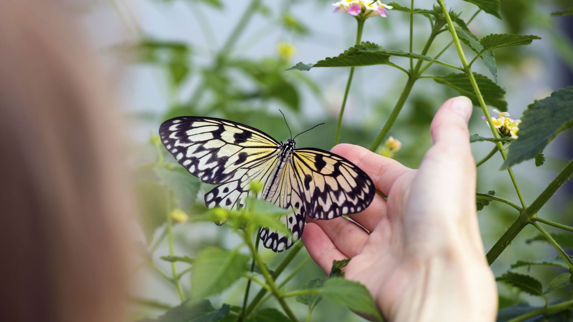 Toucher les ailes d’un papillon : un geste dangereux ?