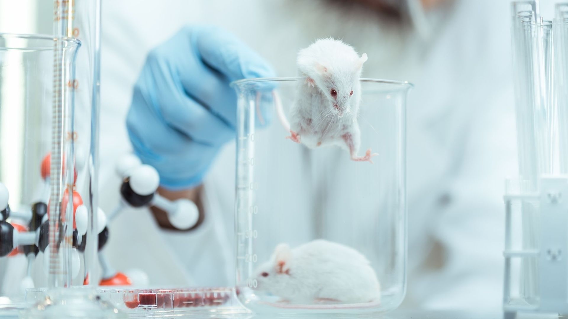 Le cellule umane sono state trapiantate nel cervello dei topi