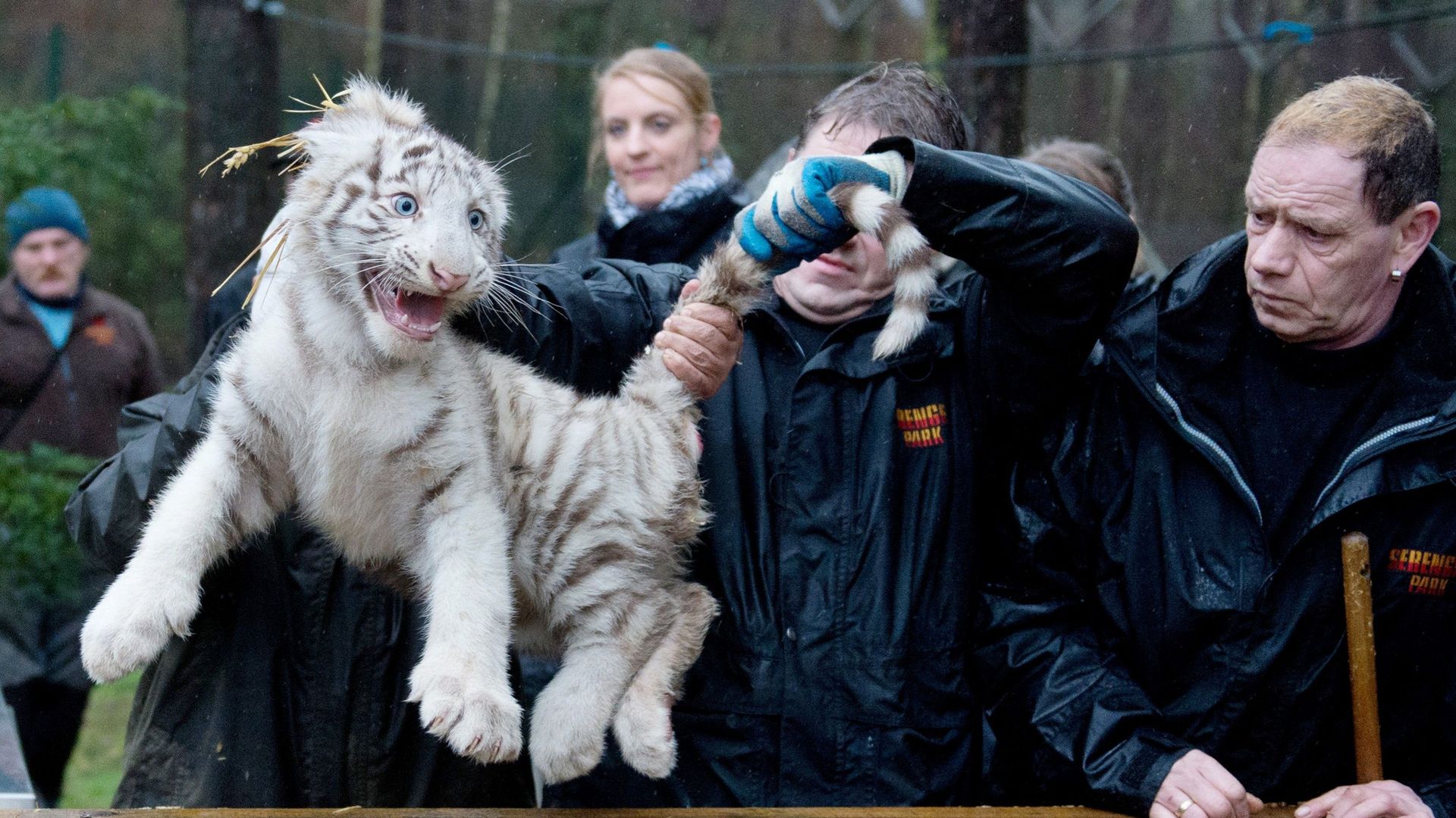 les-tigres-blancs-l-exploitation-d-une-anomalie-genetique-a-bannir