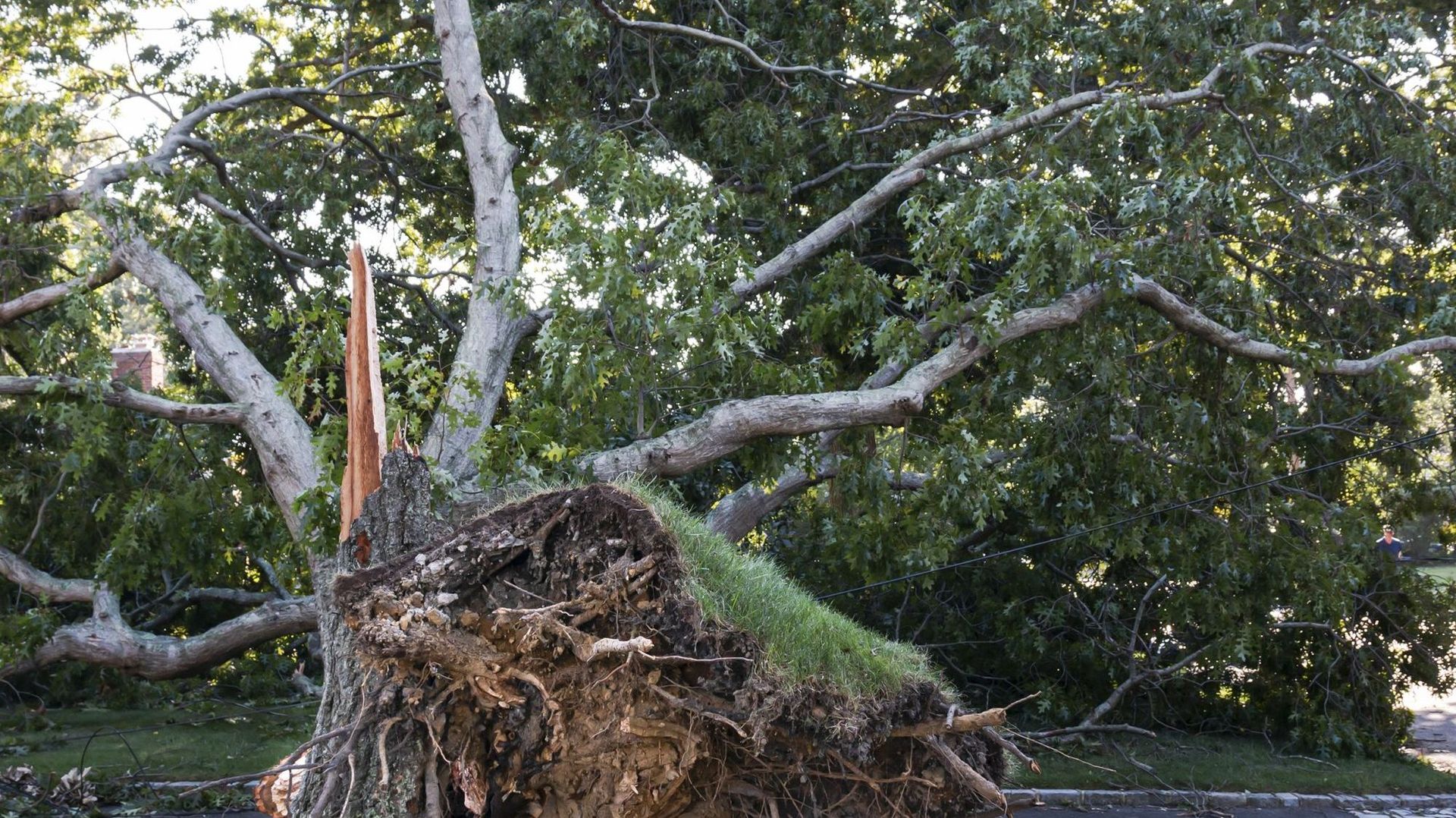 Les dommages subis par les arbres renseignent sur l'origine des rafales