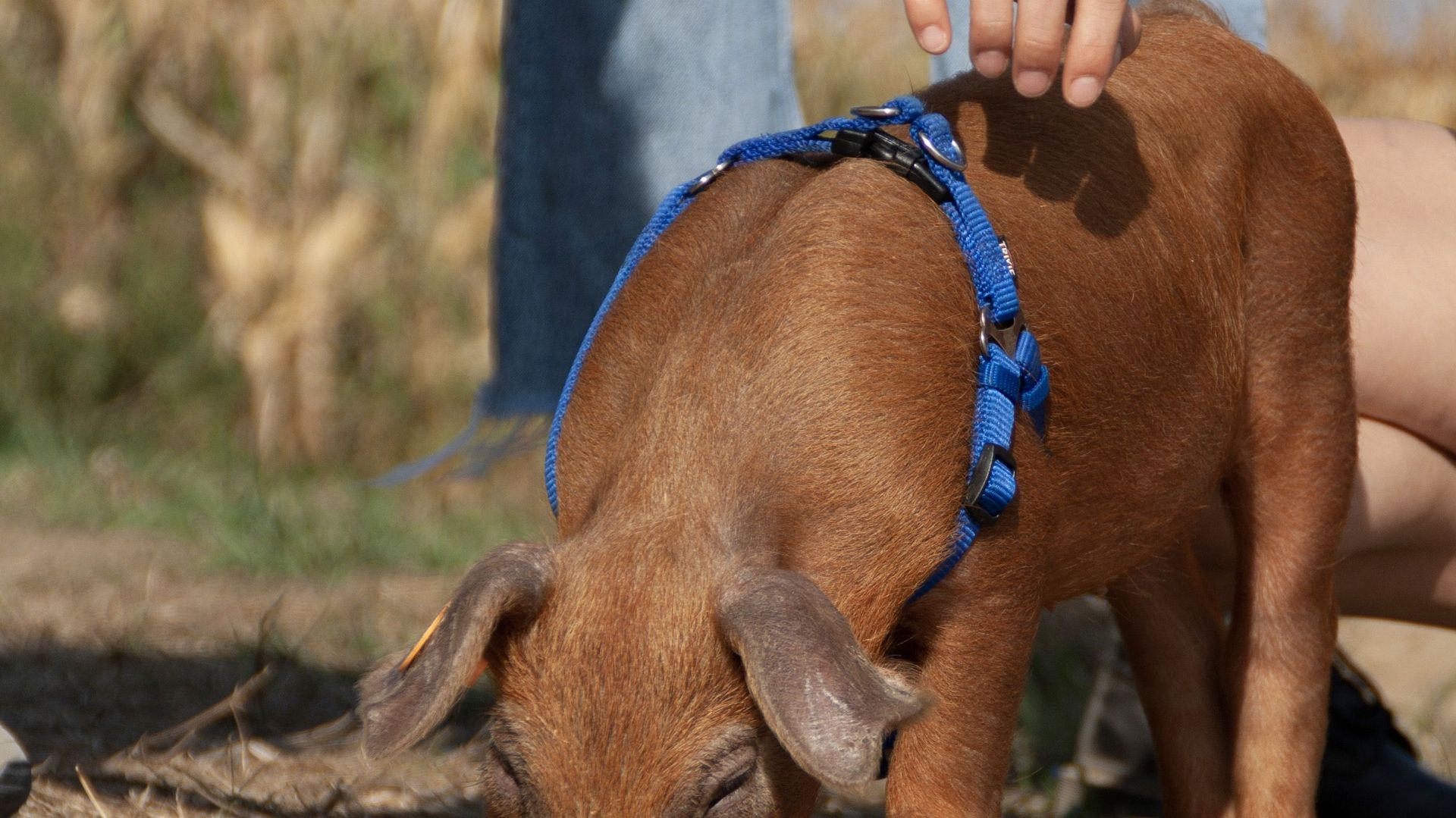 Barback, le petit cochon rescapé par une influenceuse, a rejoint un sanctuaire pour animaux 