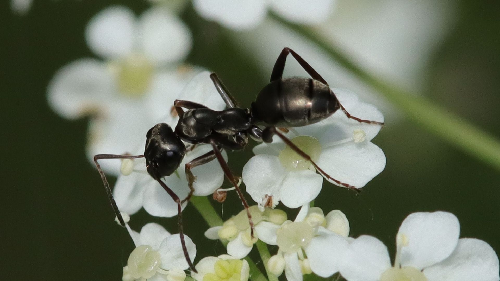 Des fourmis capables de repérer les cancers.