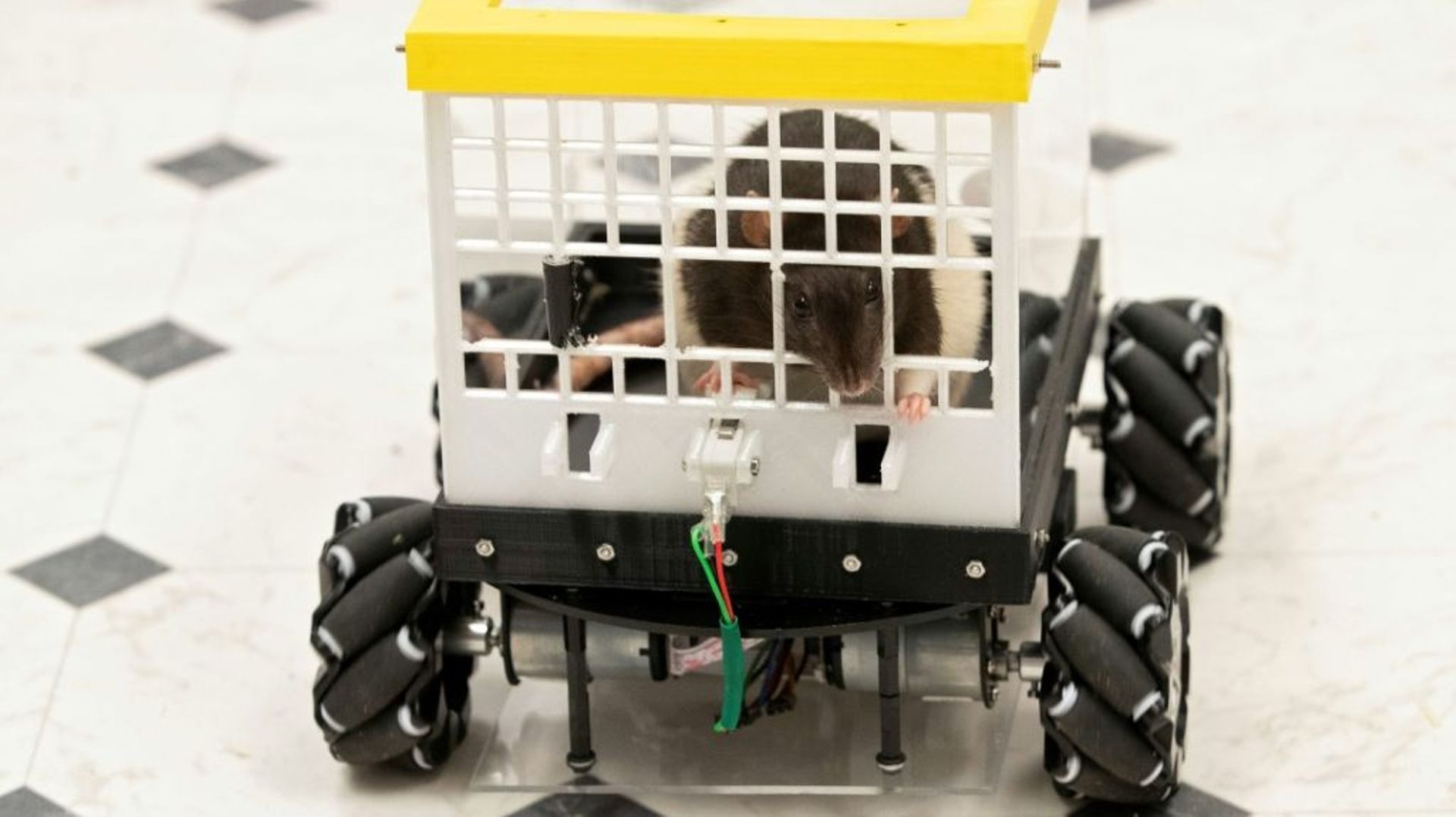 Un rat conduit une voiture miniature à l’université américaine de Richmond, en Virginie, le 2 août 2022