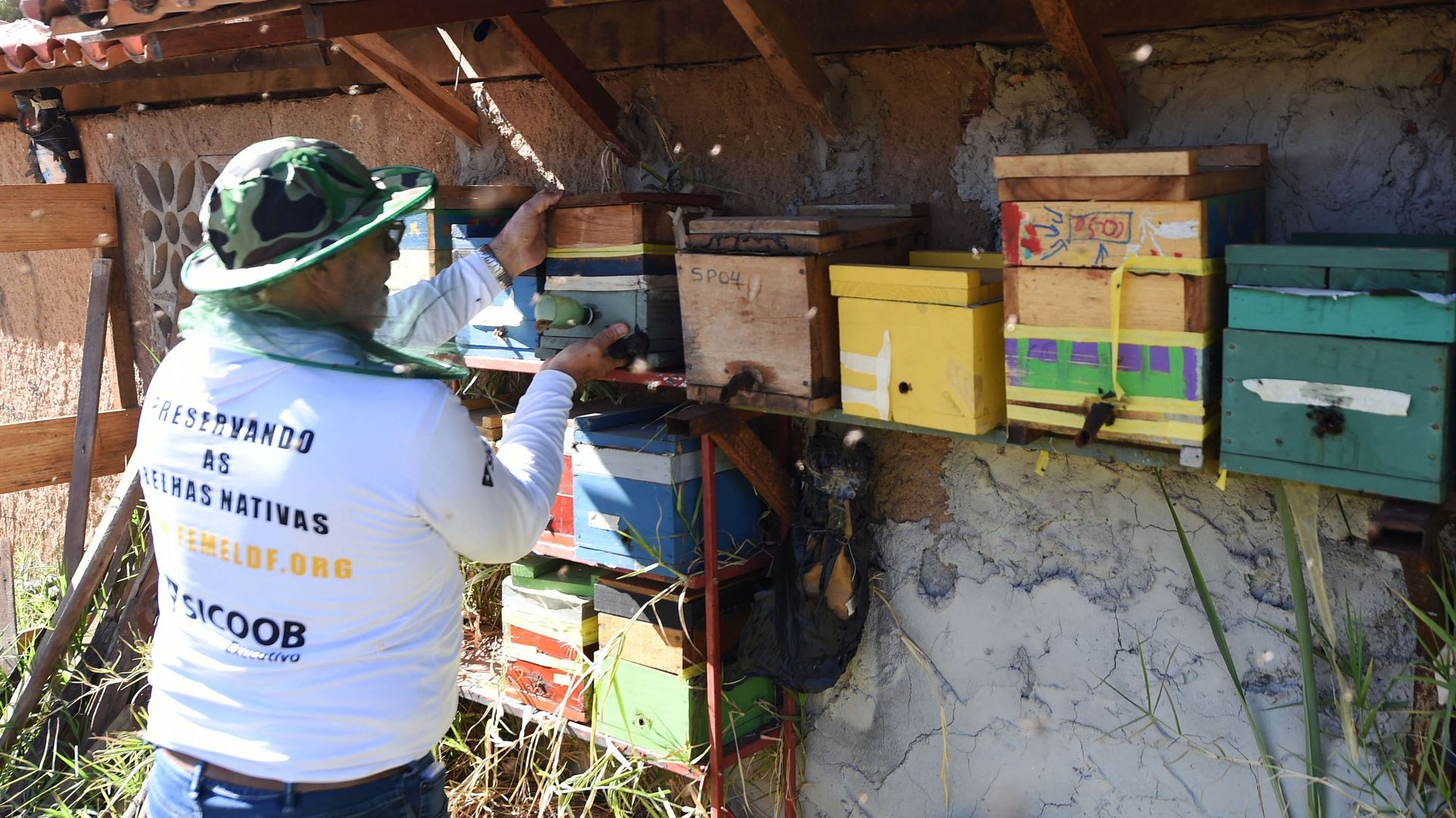 L'apiculteur Luiz Lustosa manipule une ruche d'abeilles indigènes brésiliennes à l'Institut Abelha Nativa de Brasilia, le 10 juillet 2022.
