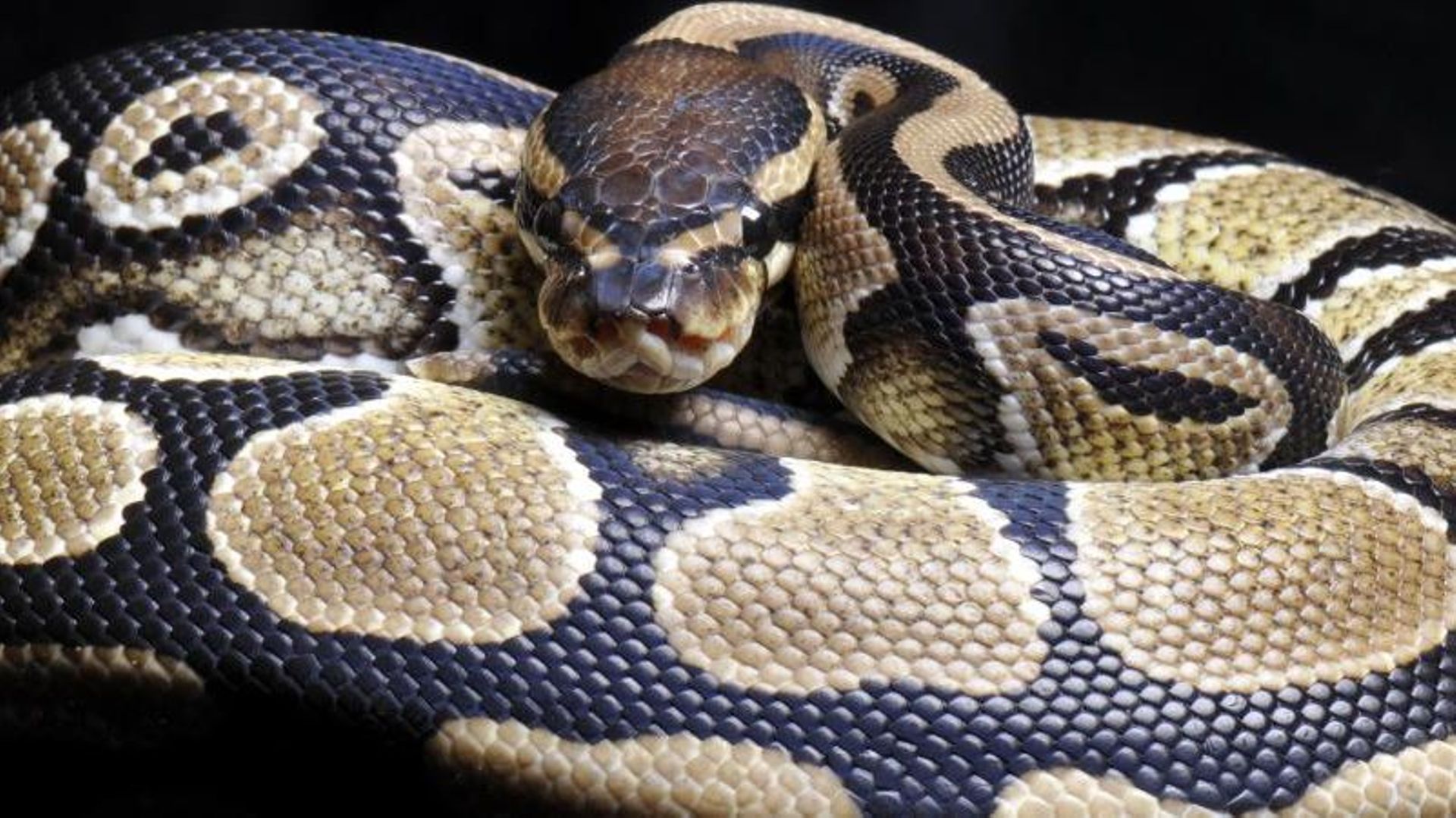 C'est tellement facile d'acheter un serpent … RTBF Actus — free download