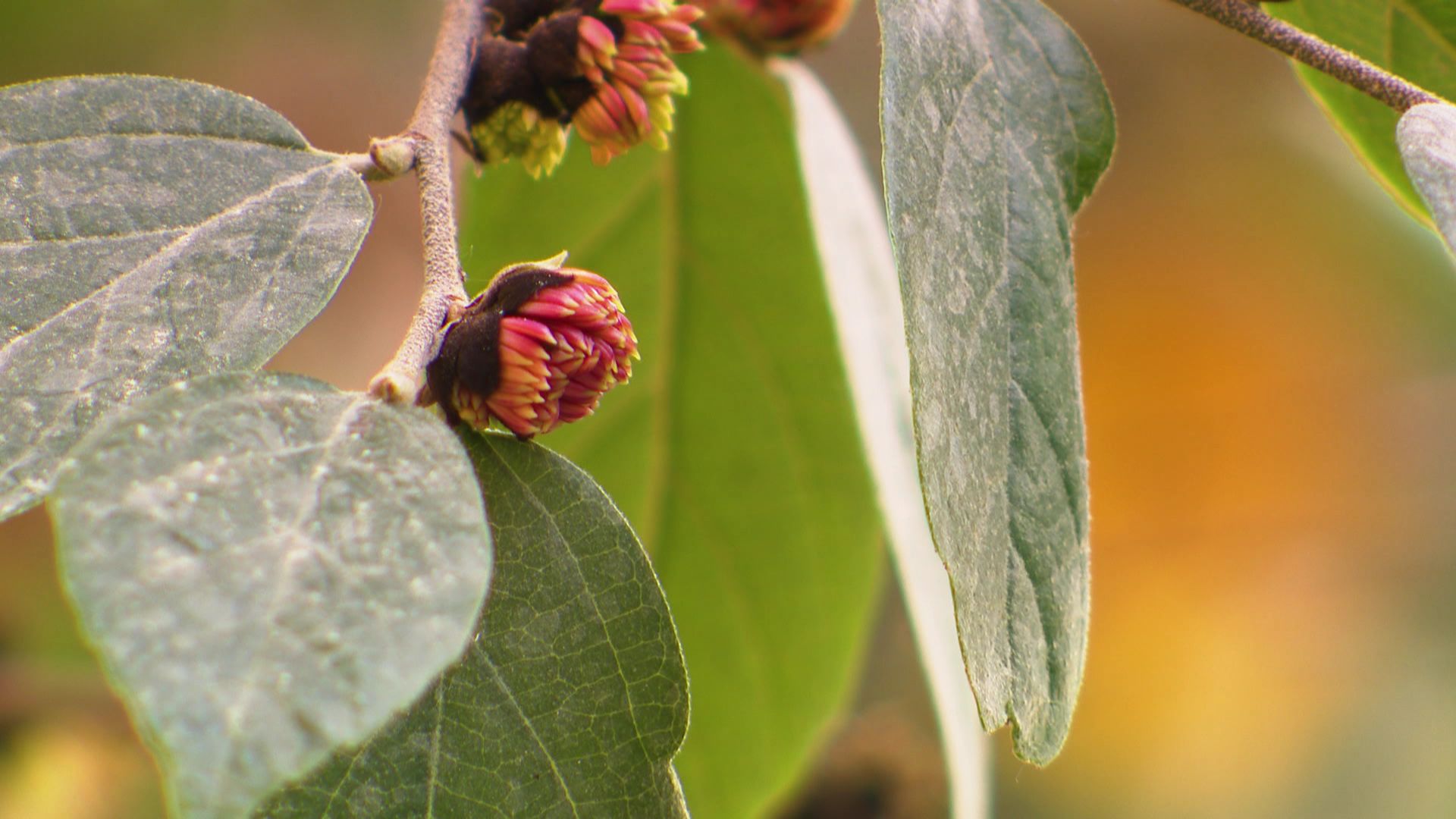 Le Sycoparrotia semidecidua fleurit à la fin de l’hiver en présence du feuillage qui se renouvellera au printemps.

