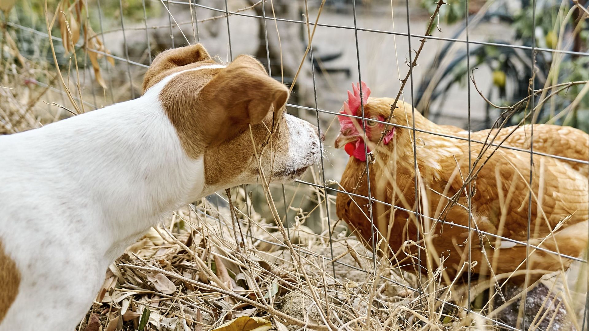 les-animaux-peuvent-ils-vraiment-pr-dire-la-m-t-o-rtbf-actus