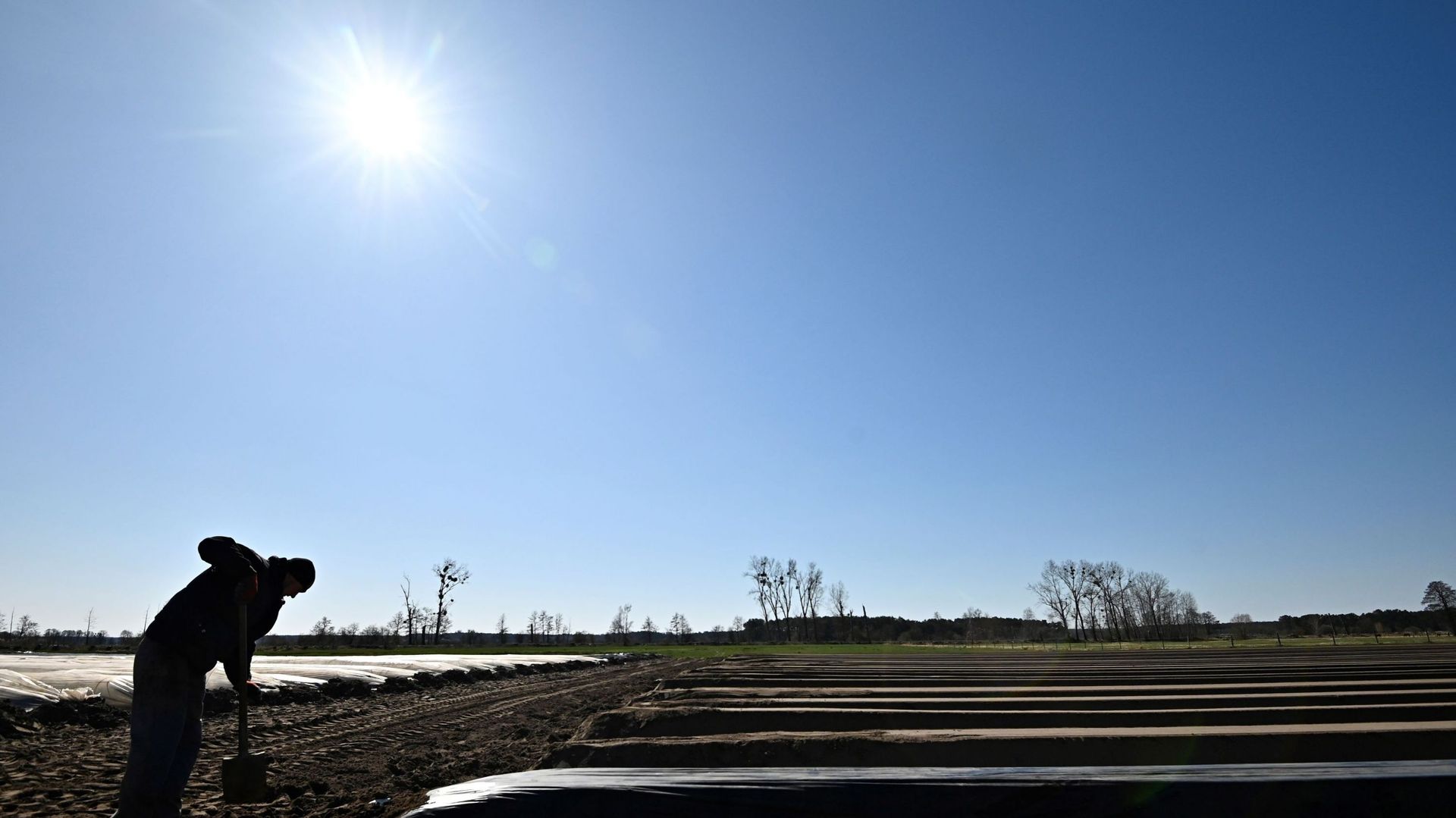 La cueillette des asperges au printemps, comme dans ce champ en Allemagne, est touchée par le manque de travailleurs saisonniers