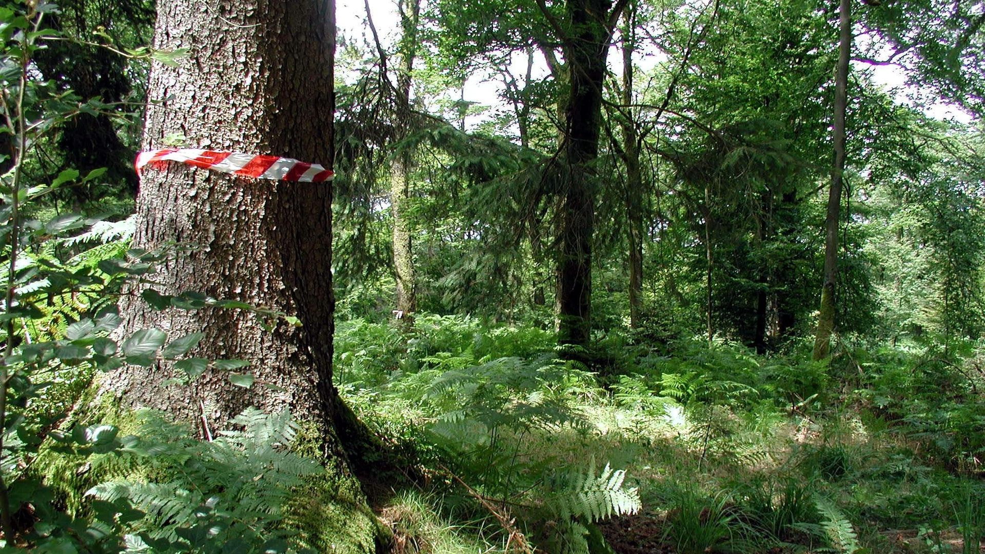 Les forêts communales de Bièvre et de Vresse-sur-Semois reçoivent la certification FSC