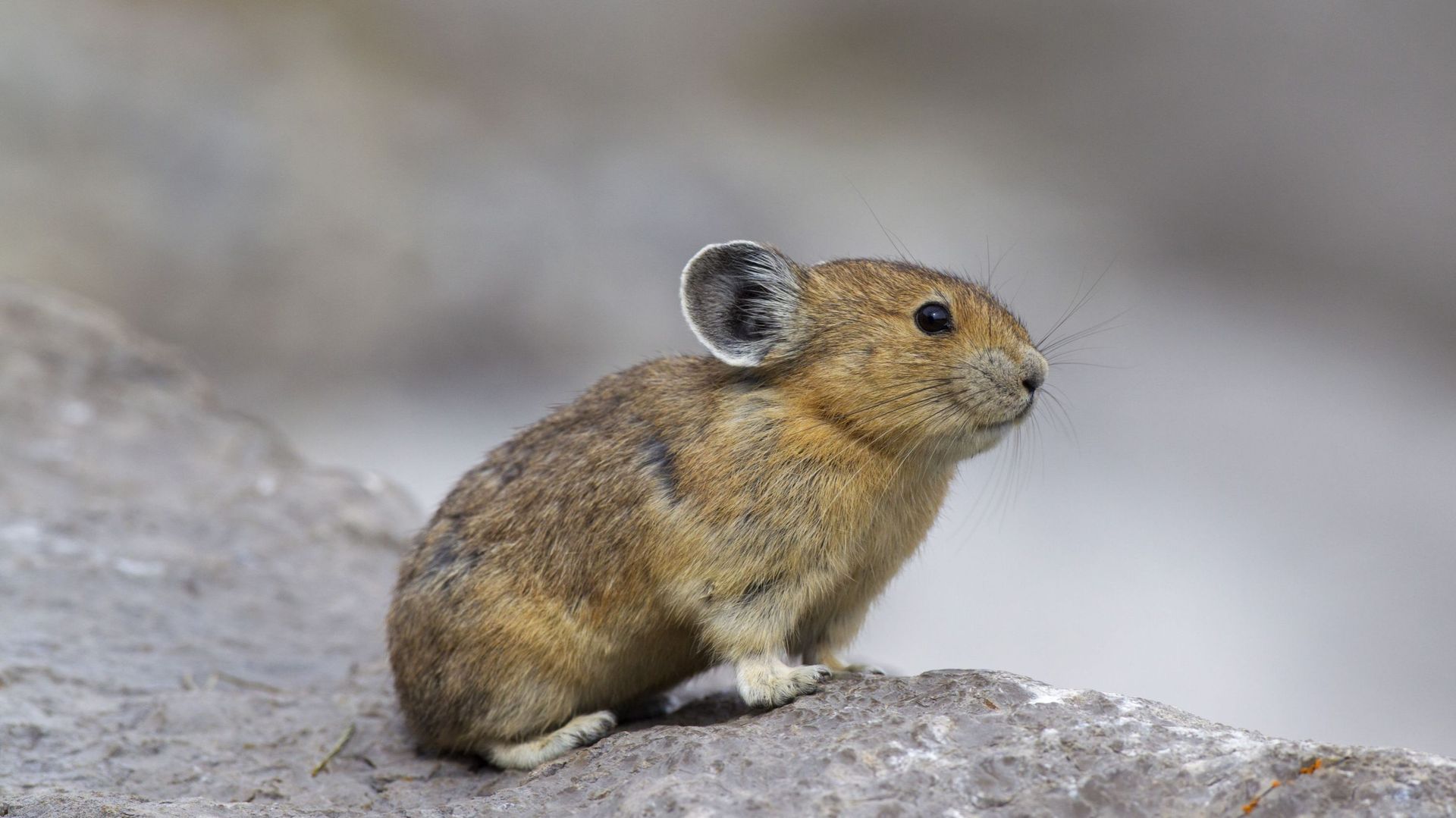 De quel animal a été inspiré le célèbre Pokémon Pikachu ? - RTBF Actus