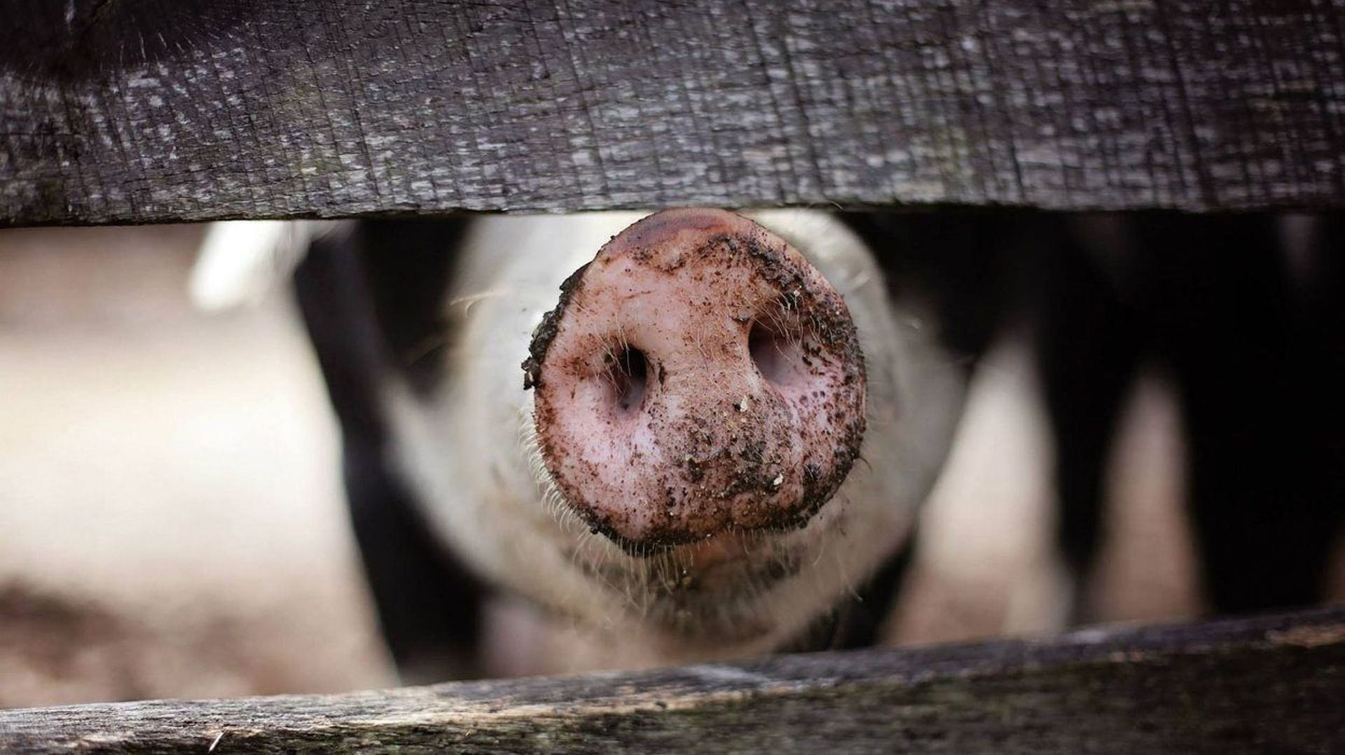 Peste porcine: six pays suspendent leurs importations de porc belge