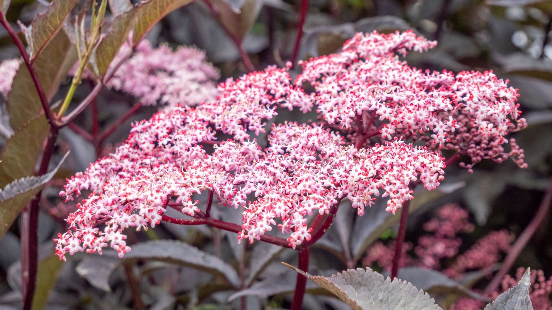 Quel beau contraste entre la floraison rose et le feuillage sombre offert par cette variété de sureau (Sambucus nigra 'Black Beauty') qui rencontre toujours beaucoup de succès.