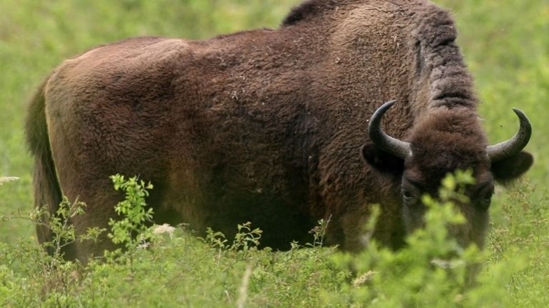 26 espèces de la liste rouge sont en évolution positive. Parmi elles le bison d'Europe, qui vient de passer de la catégorie "quasiment menacée" à la catégorie "vulnérable".