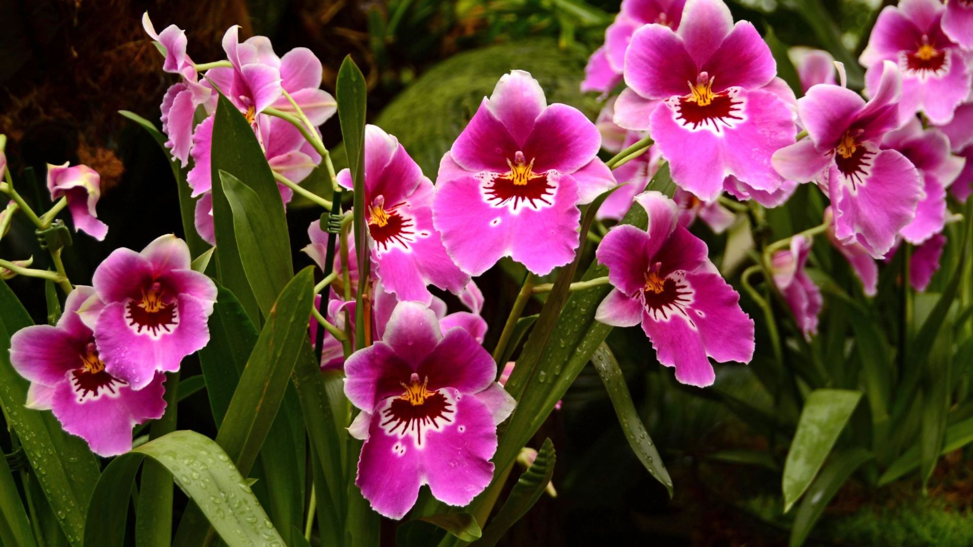 L’orchidée miltonia est originaire l’Amérique centrale et du sud. Elles ont besoin de lumière pour s’épanouir mais le plein soleil est à éviter.