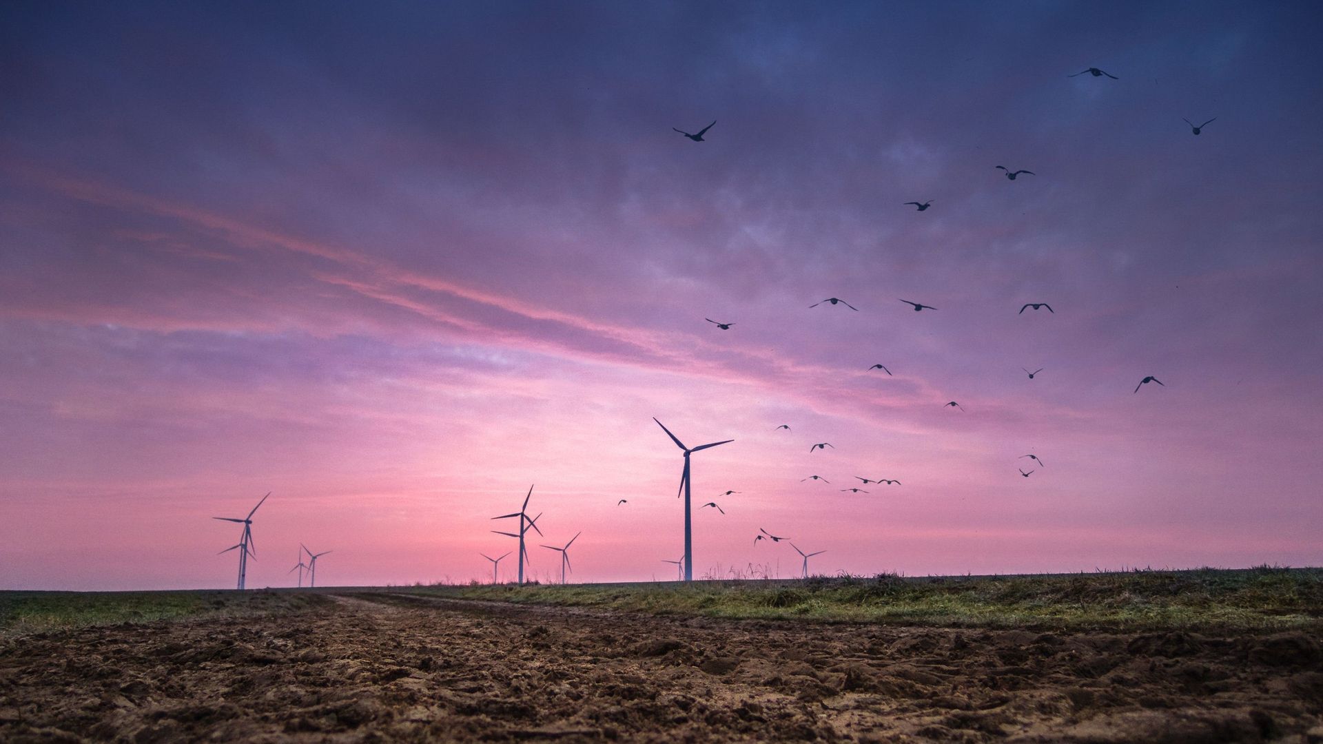Le développement du secteur éolien a entraîné une hausse considérable de la mortalité chez les oiseaux. Des chercheurs norvégiens proposent une solution originale pour lutter contre ce paradoxe.