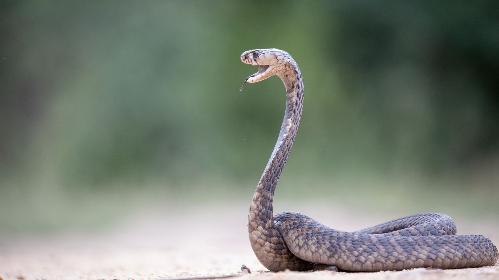 Bientôt un antivenin universel contre les morsures des serpents les