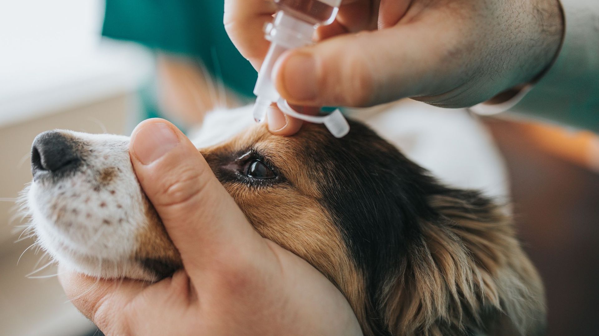 Cornavirus : les vétérinaires restent disponibles