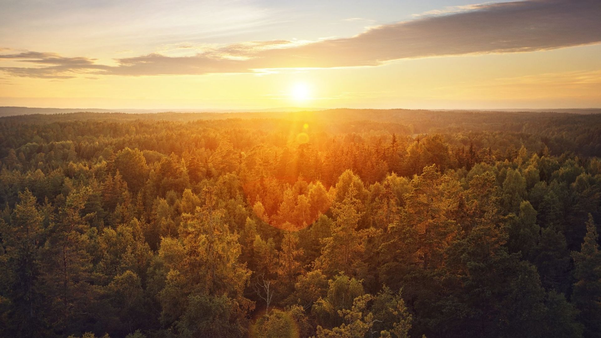 Comment une forêt peut-elle émettre plus de CO2 qu’elle n’en capture ?
