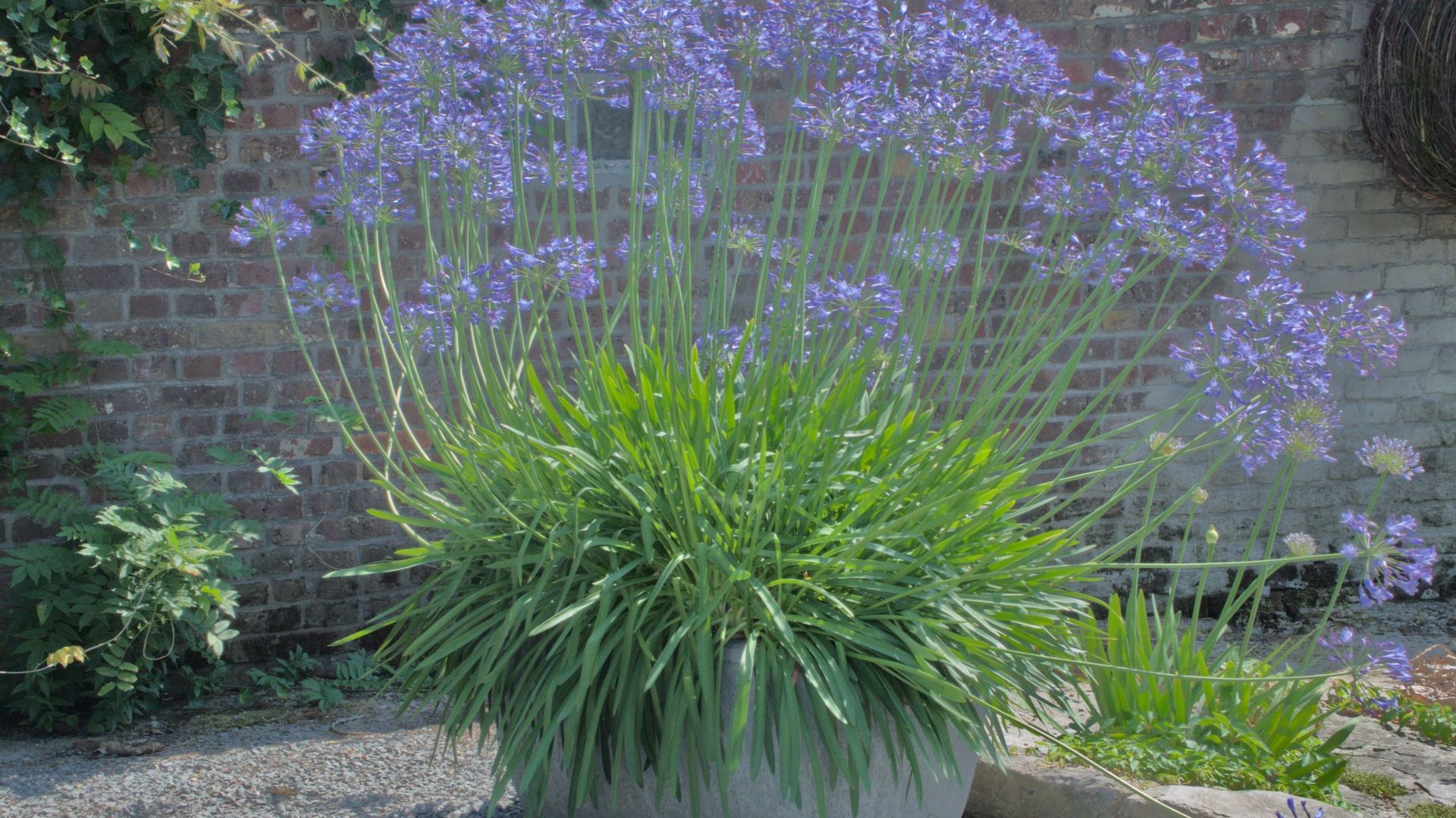 Plusieurs pieds de la même variété plantés ensemble dans un large bac forment à terme un ensemble imposant, pouvant produire un nuage bleu composé de dizaines de hampes florales.