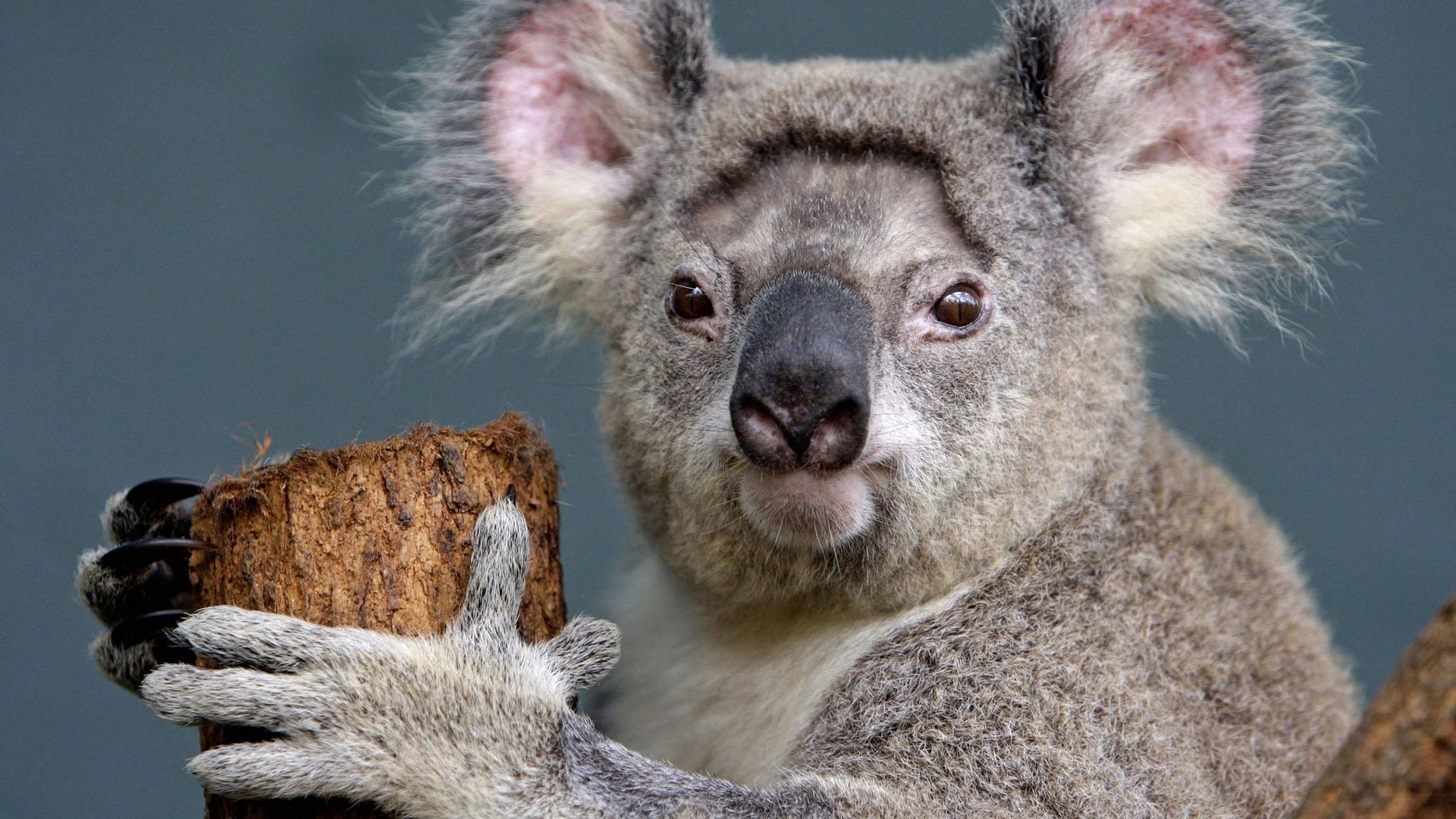 Australie: des chercheurs vont tester la "reconnaissance faciale" des koalas.