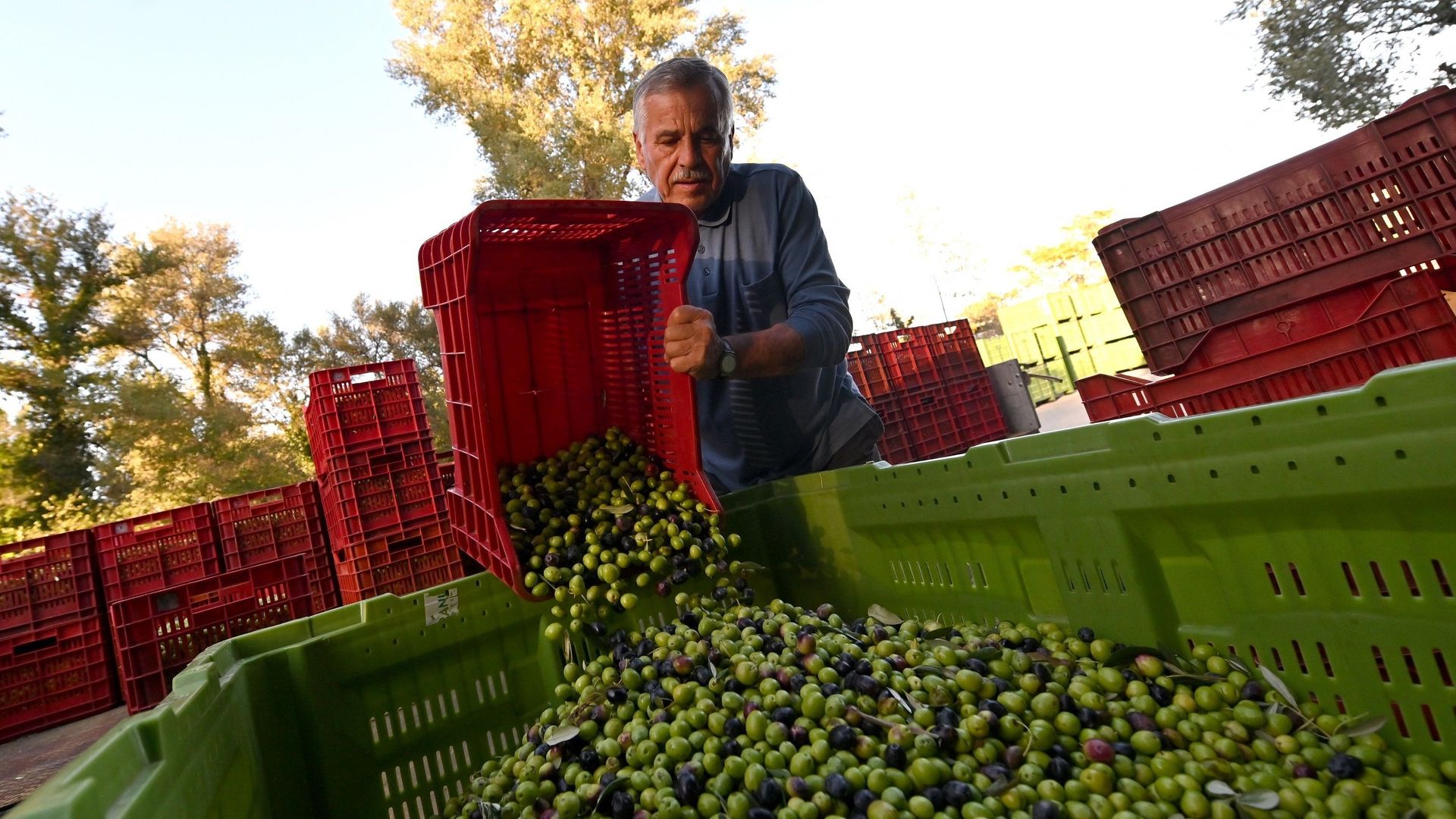 En Bosnie, les olives s'épanouissent à la faveur du changement climatique.