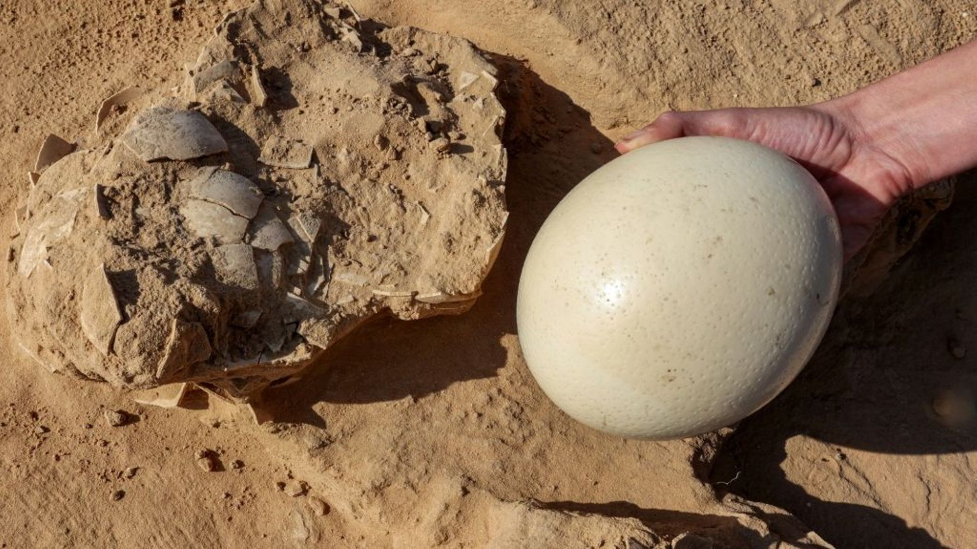 L'archéologue Lauren Davis montre un oeuf d'autruche à côté de coquilles d'oeuf d'autruche vieux de 4.000 ans, retrouvées sur un site près de Nitzana, dans le désert du Néguev, en Israël, le 12 janvier 2023