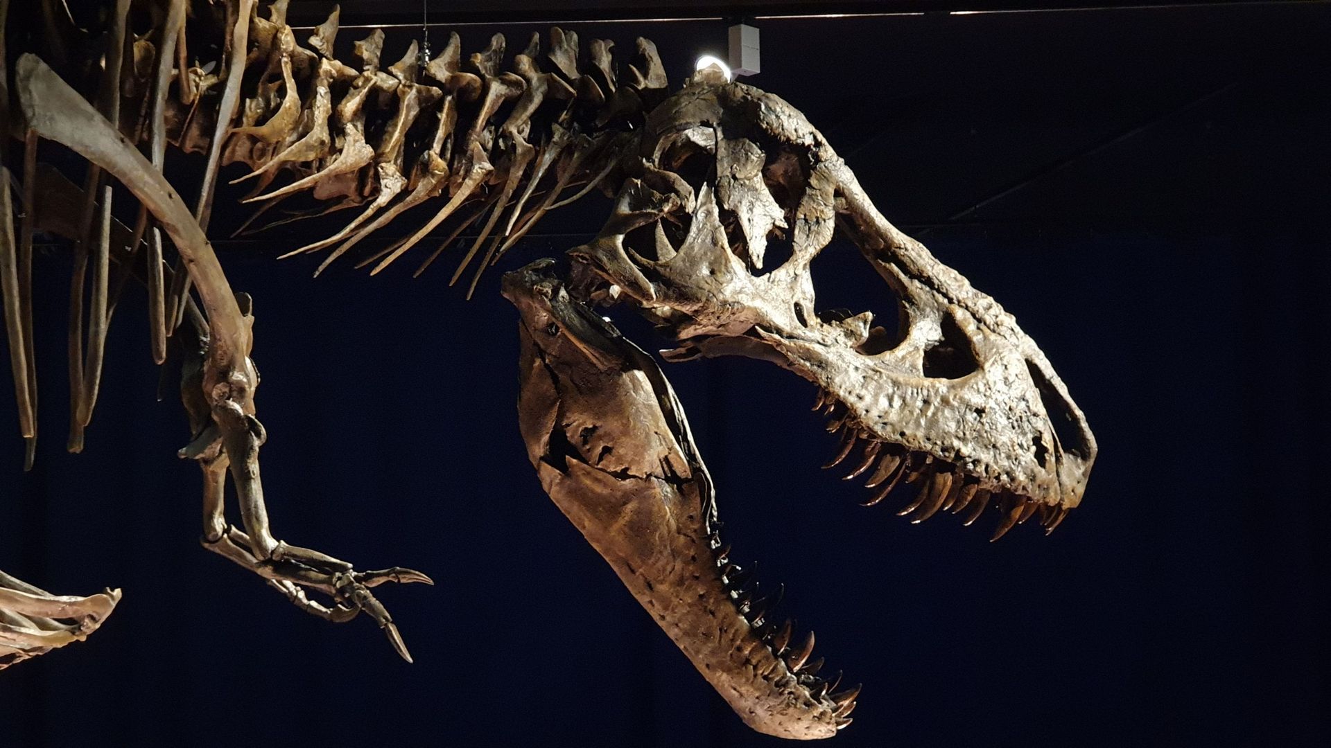 Gros plan sur la mâchoire de Trix, la T Rex exposée au Muséum des sciences naturelles