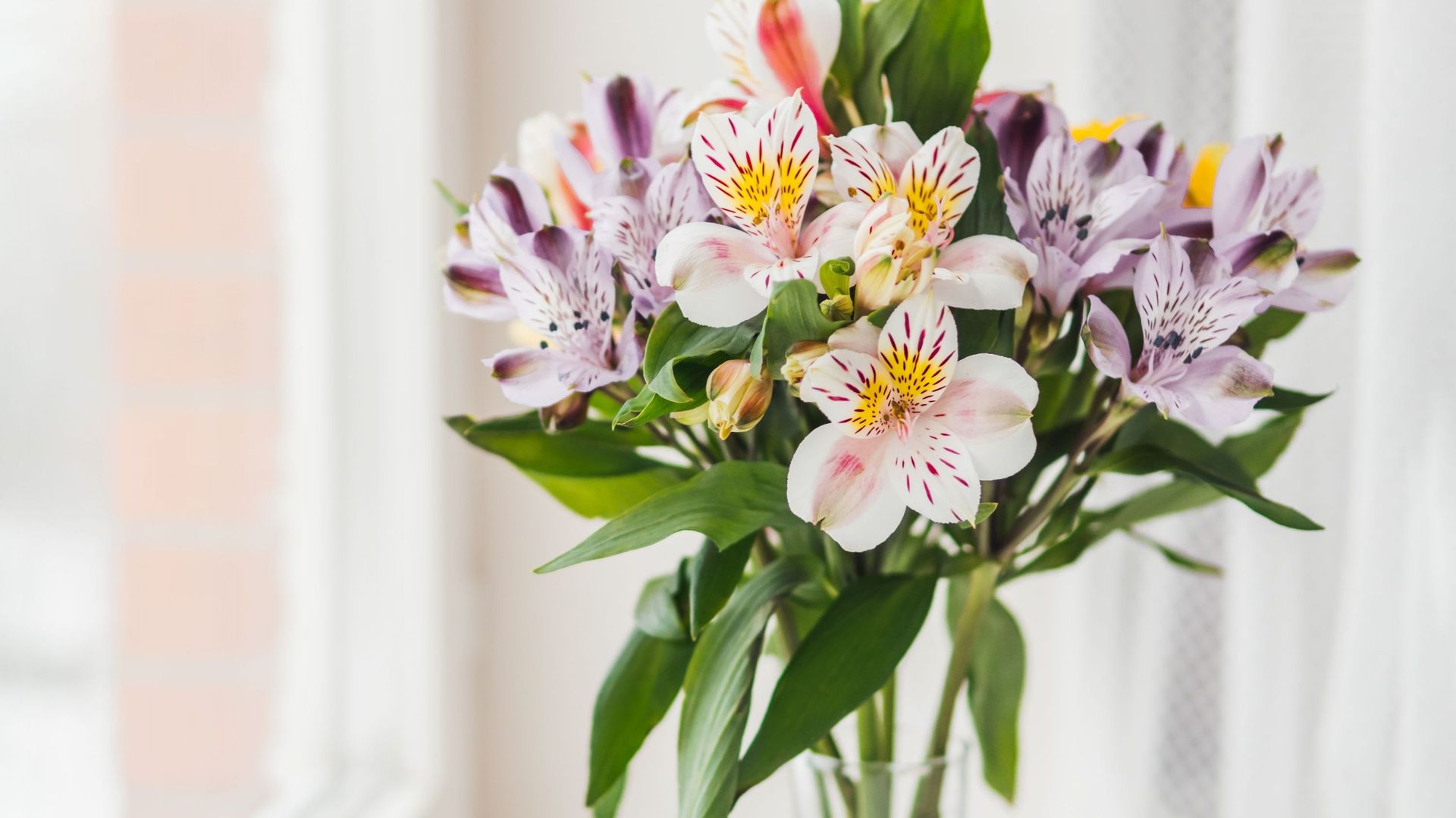 LAlstroemeria, une belle vivace à la superbe floraison estivale - RTBF  Actus