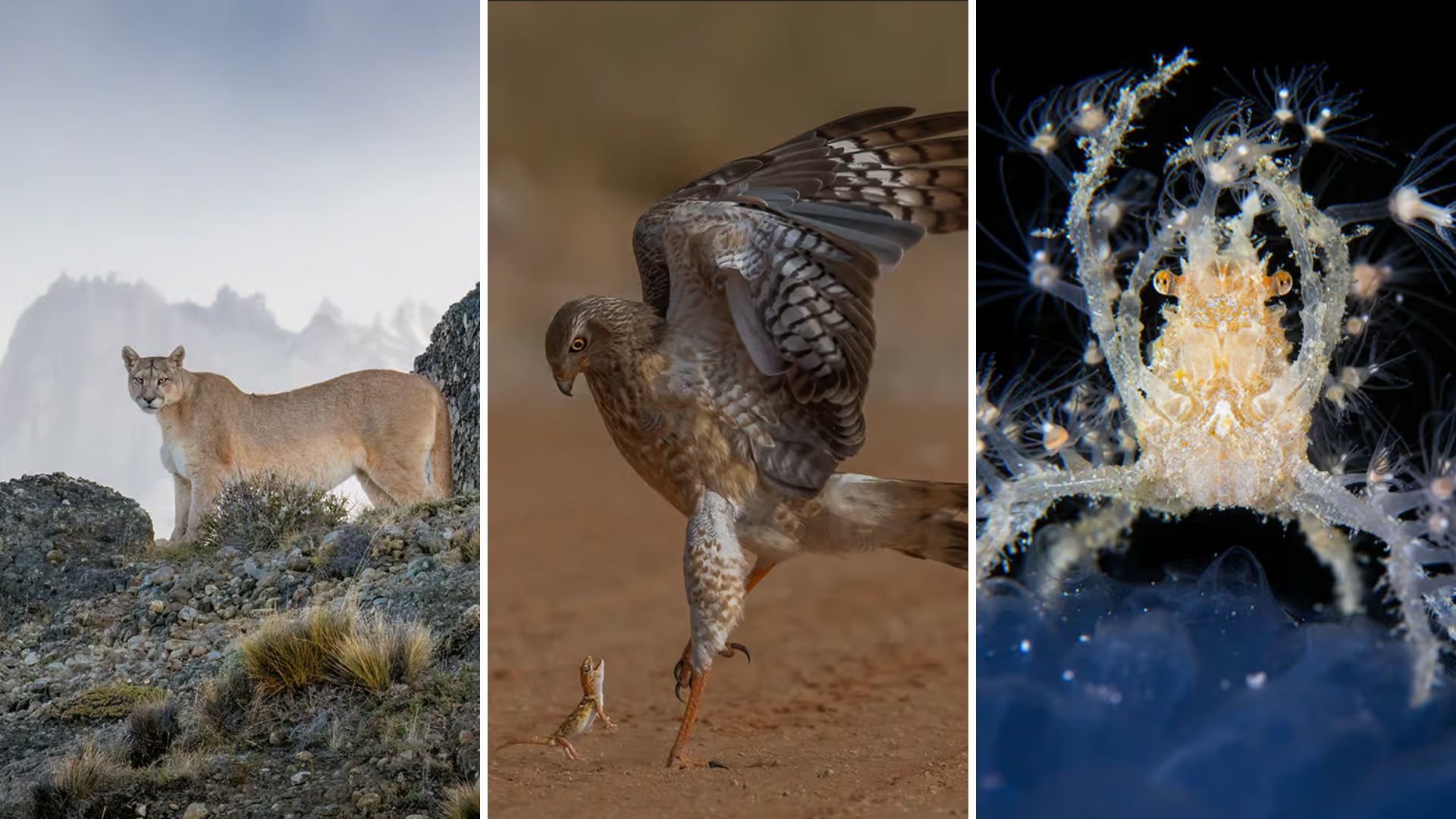 Quand La Beauté Rencontre Les Bêtes Scan www.rtbf.be