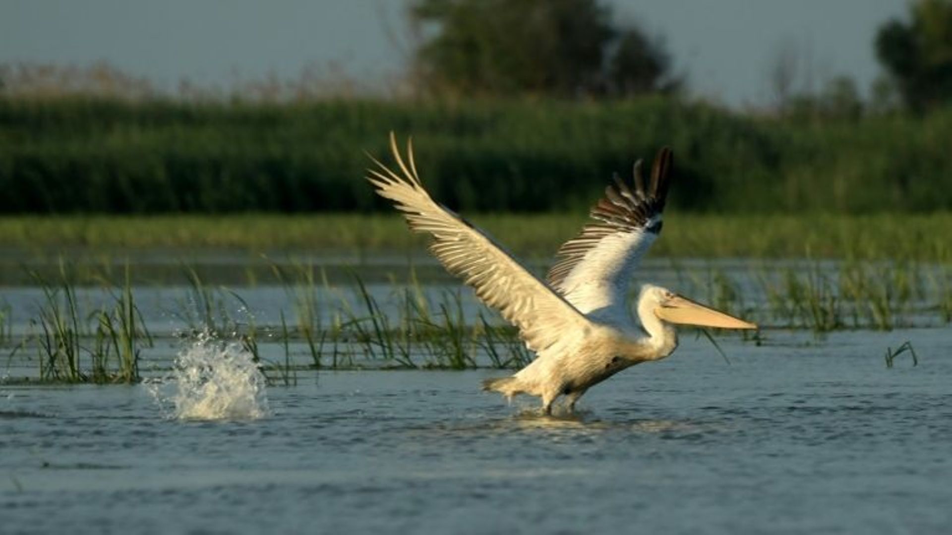 Un pélican prend son envol dans les eaux du delta du Danube, le 18 juin 2020.