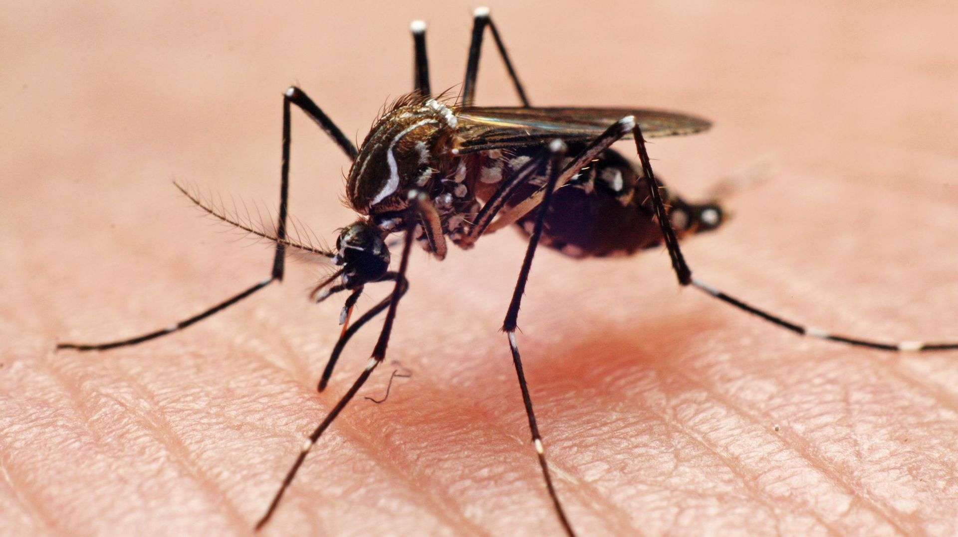 Le Covid-19 peut se transmettre à l’homme par les moustiques affirment certains.
