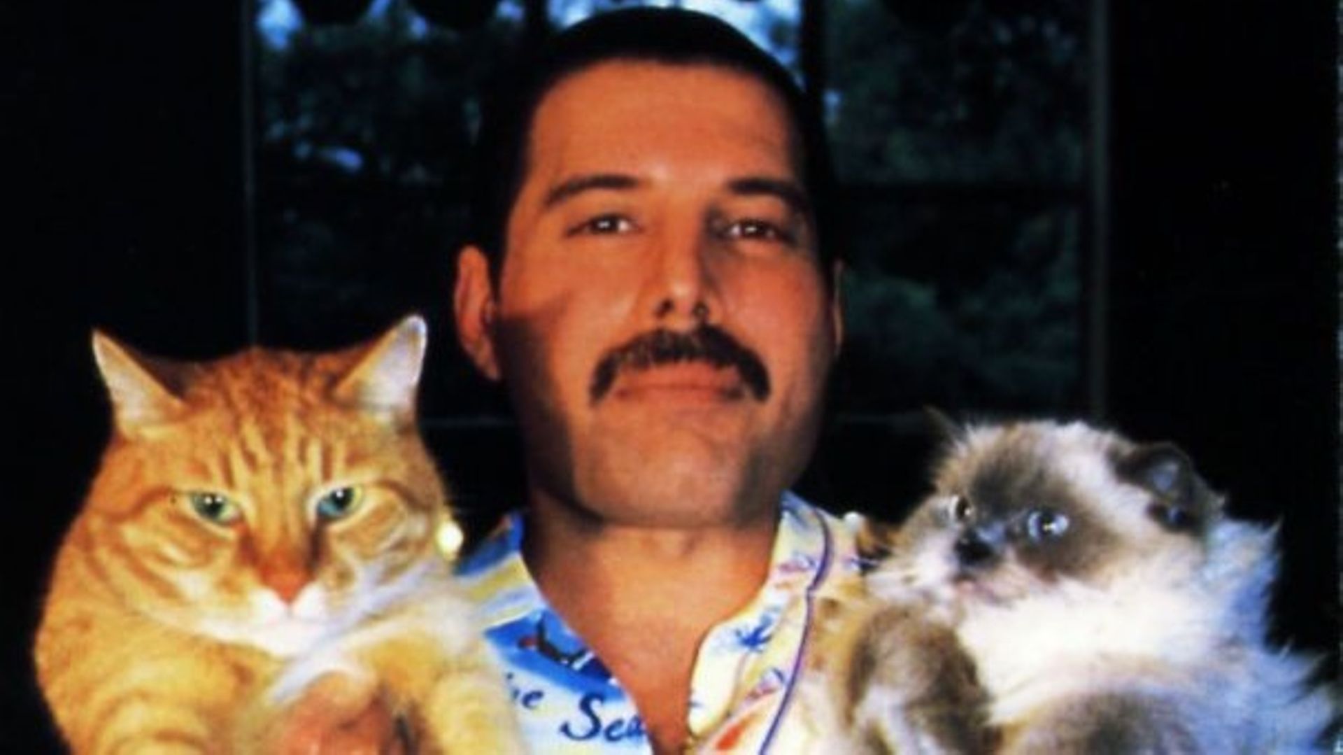 Queen : un chat fait le buzz pour sa ressemblance avec Freddie Mercury