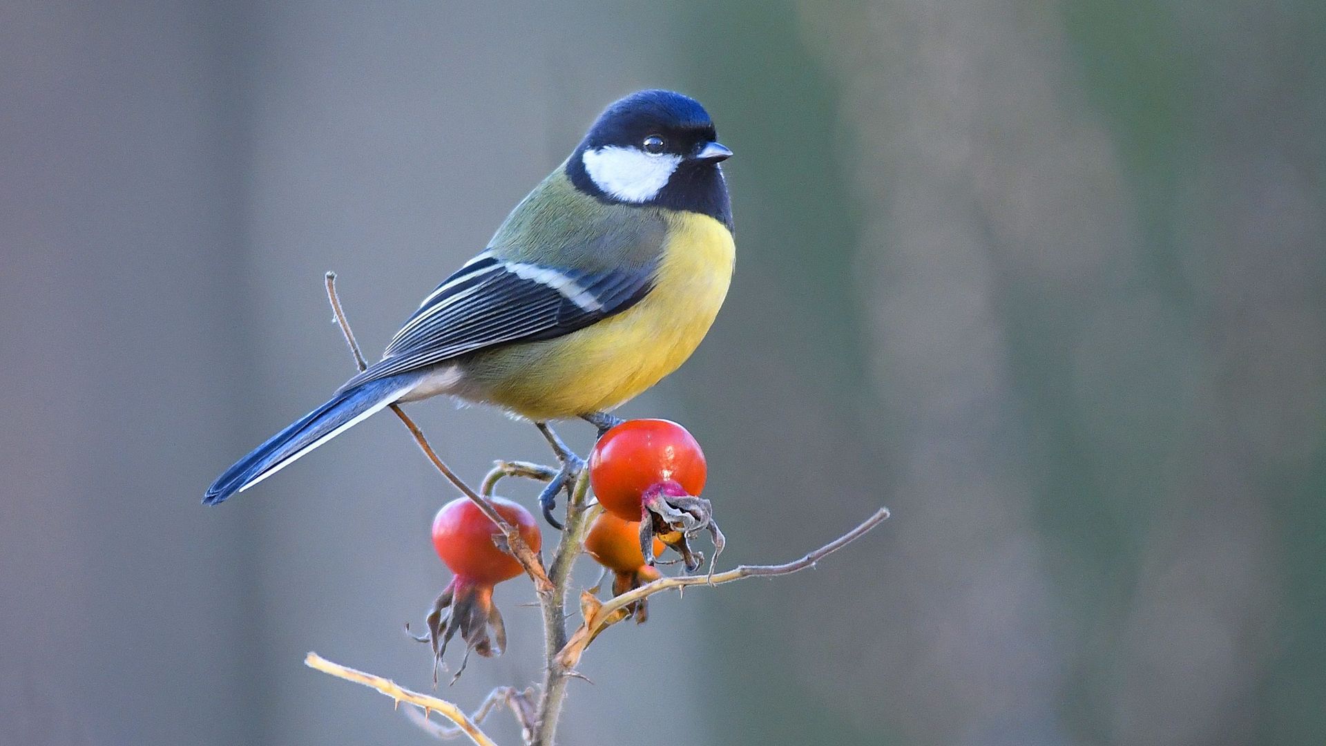 Natagora invite les Belges à participer au 20e grand recensement des oiseaux de jardin.