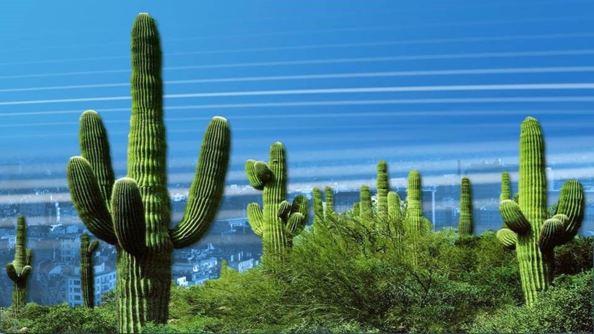 Les meilleurs Cactus de la saison 2015-2016