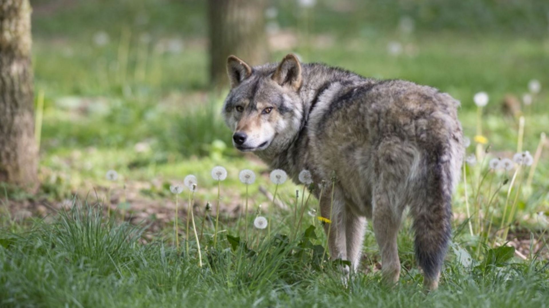 Un projet prévoit l'installation d'un enclos pour six loups dans le bois de la Houppe.