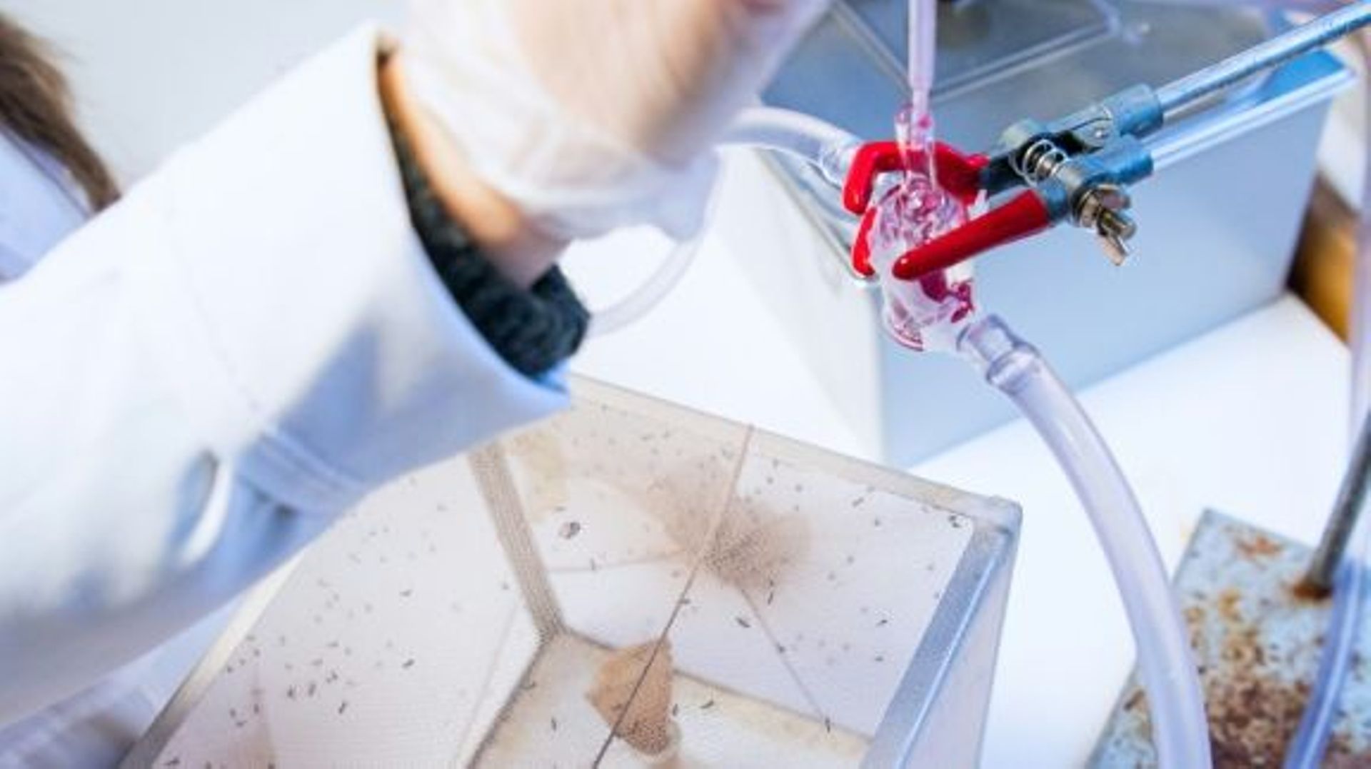 Un chercheur introduit du faux sang dans une cage contenant des moustiques utilisés pour la recherche d'un vaccin contre le cancer le 15 décembre 2021 à l'univesrité de Stockholm