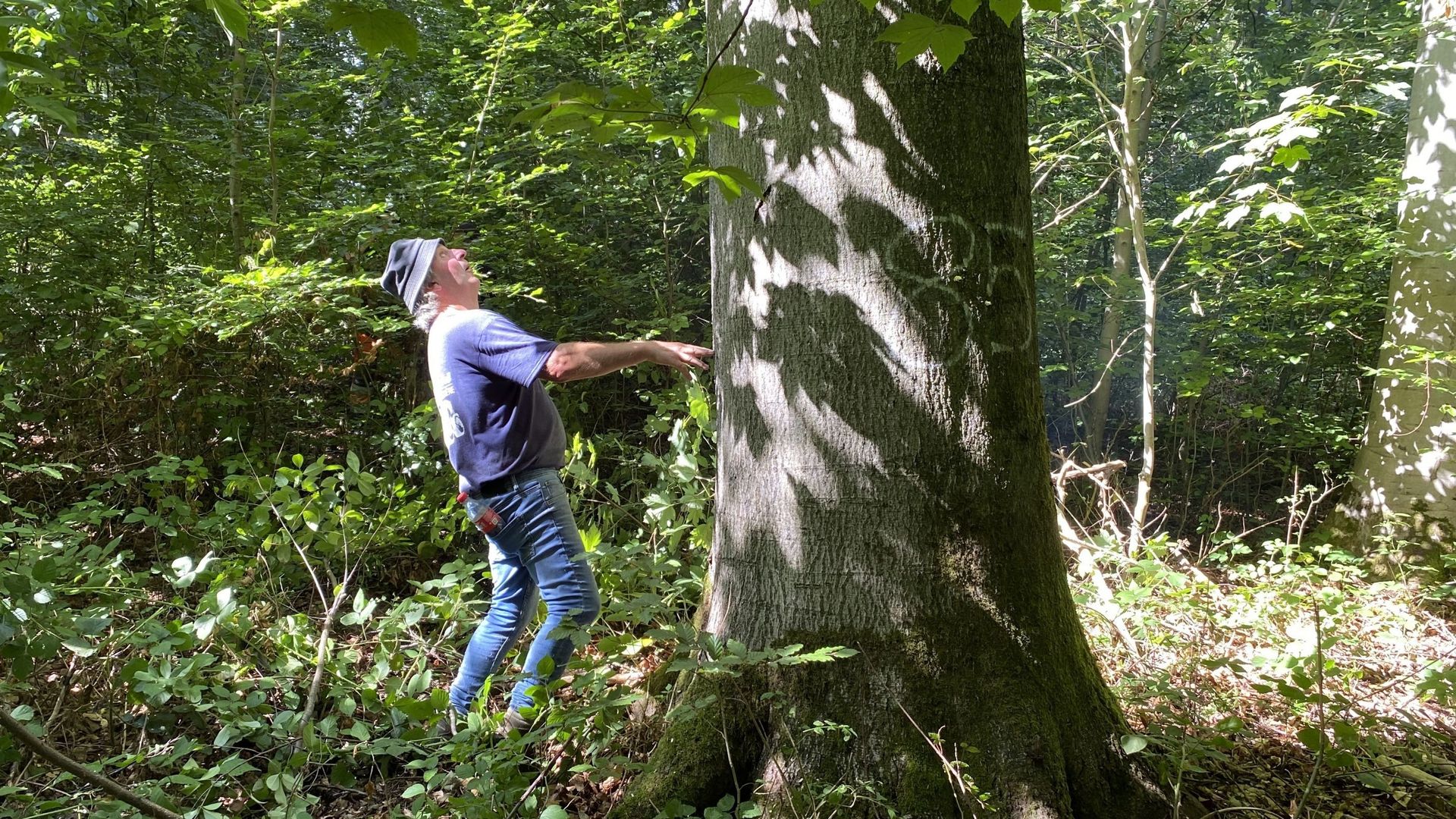 Pour couper court aux critiques éventuelles, l’UCLouvain précise que les revenus perçus de la vente des arbres abattus servent à financer la gestion du bois de Lauzelle et les replantations.