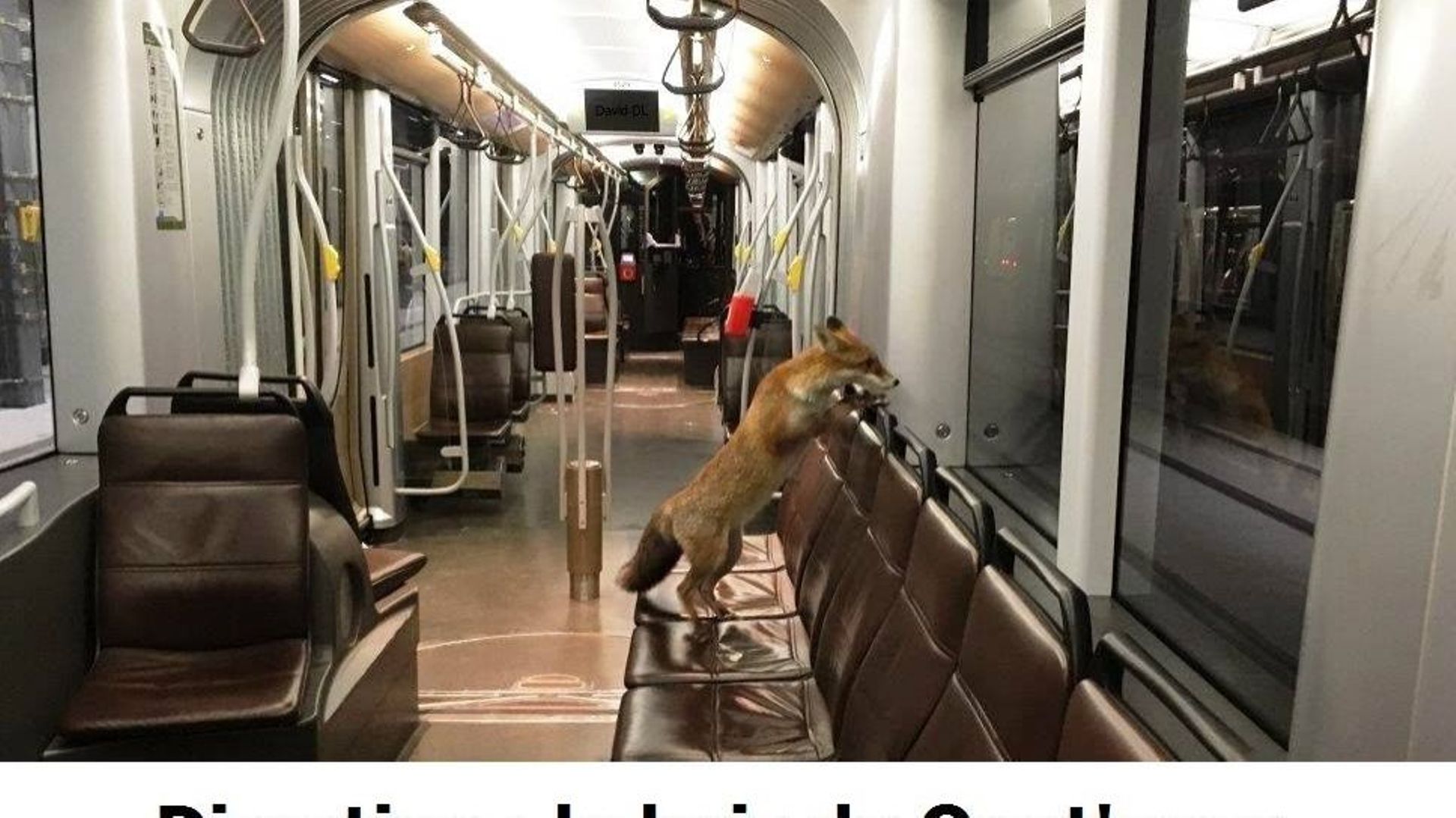 un-renard-dans-le-tram-a-uccle-une-photo-qui-date-de-2017-mais-pas-un-fake