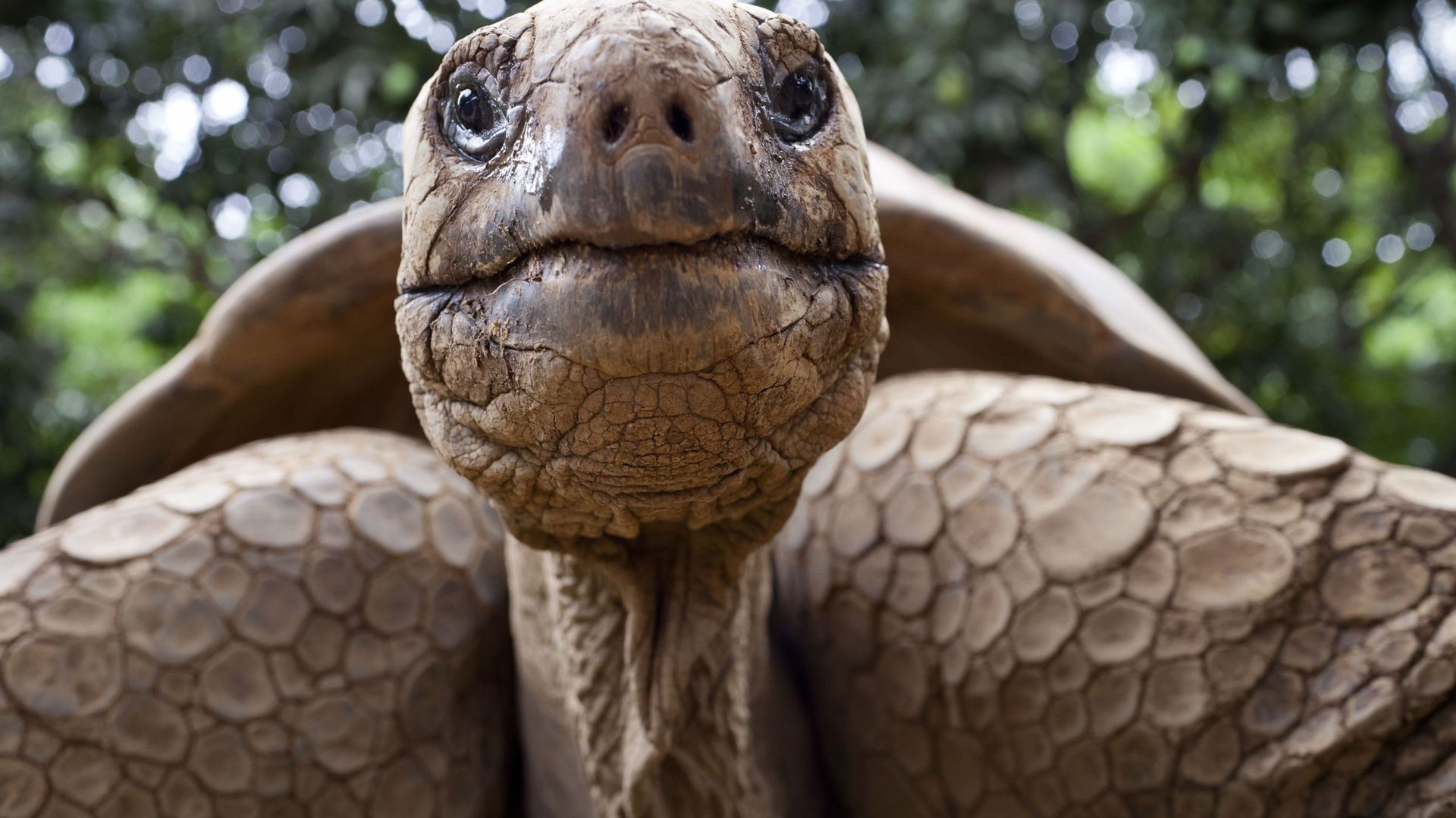 Comment la captivité peut-elle sauver des espèces proches de l'extinction ?