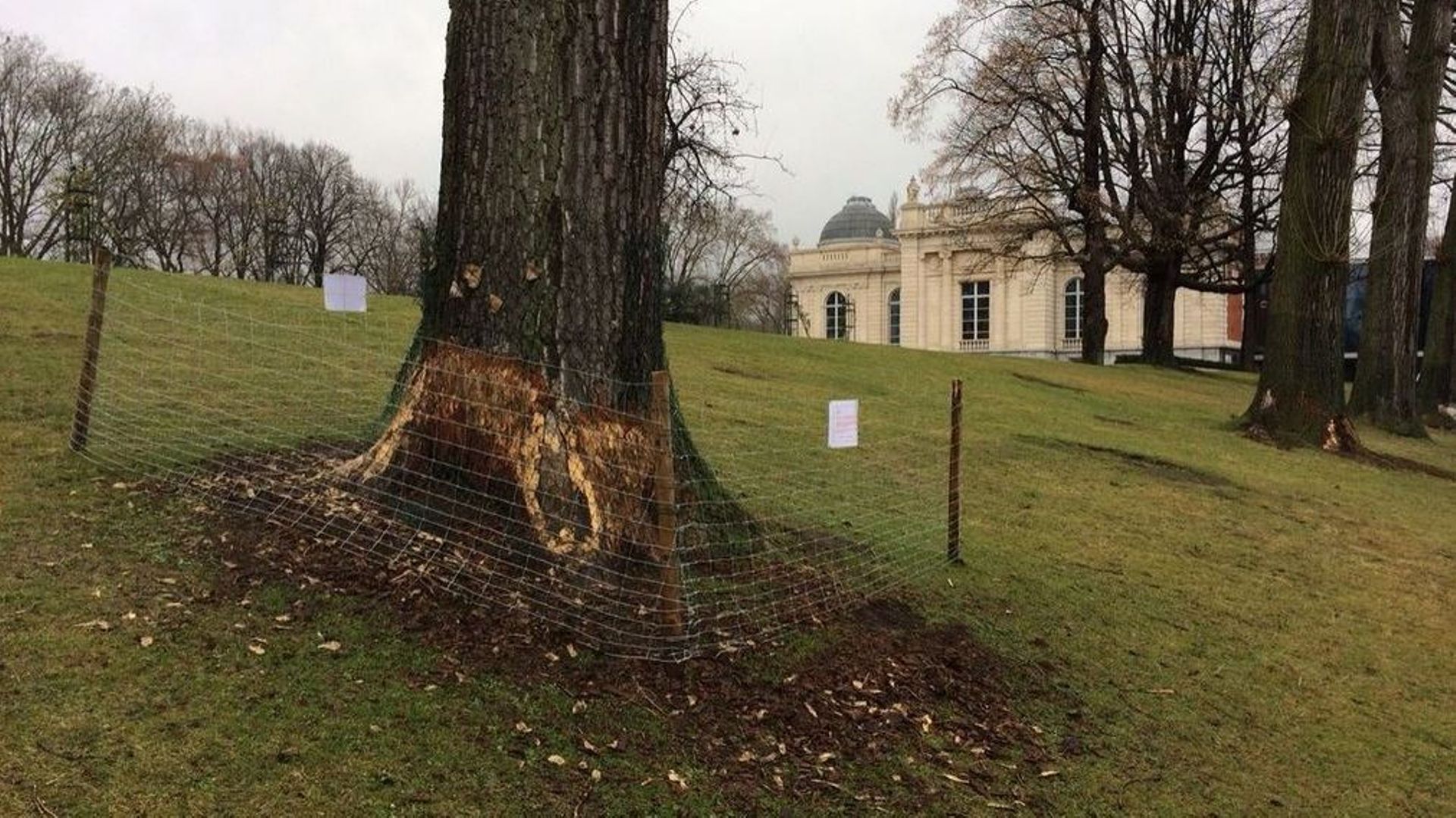 Les castors s'attaquent aux arbres et peuvent leur causer de sérieux dégâts