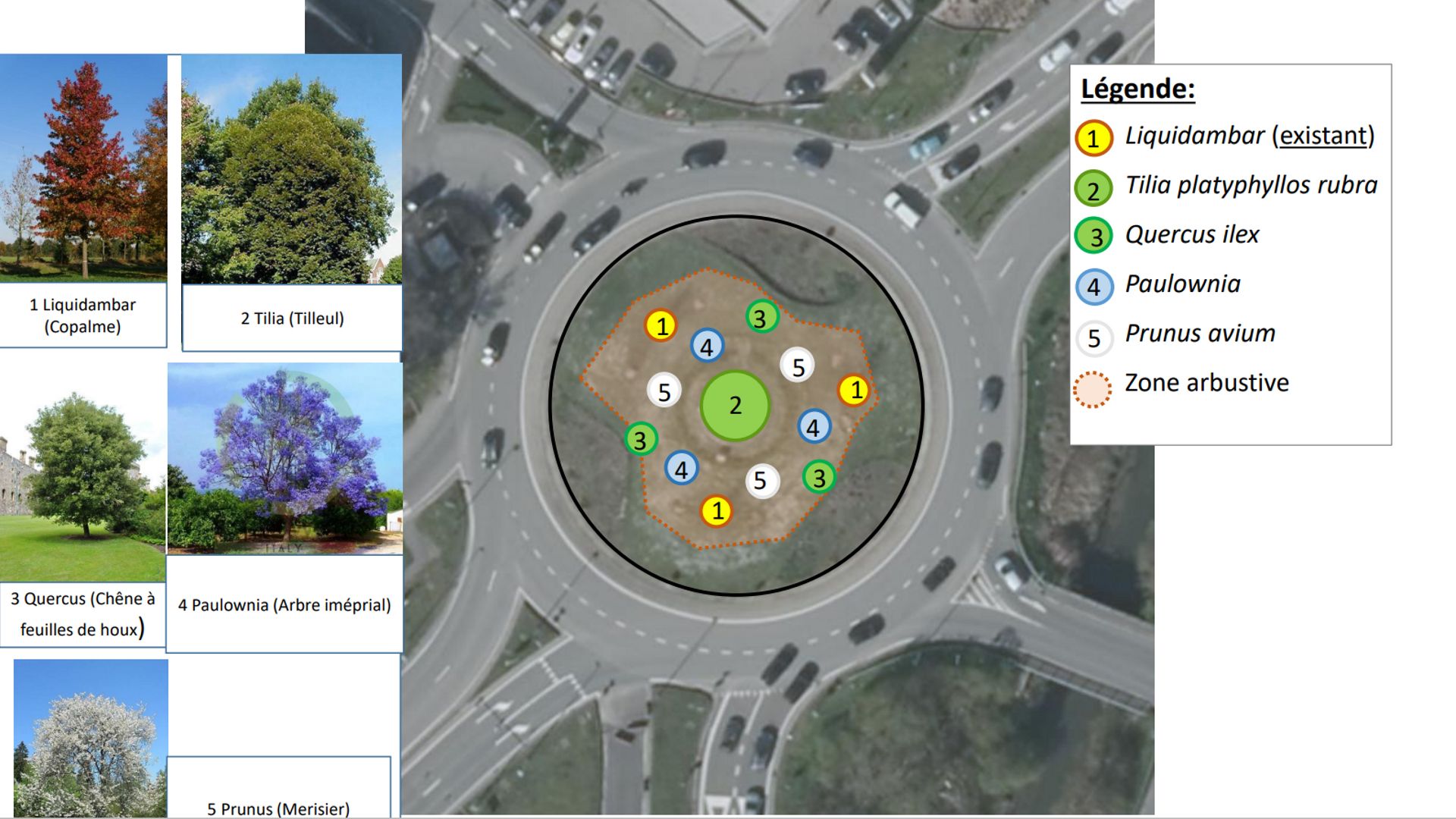 Au centre du rond-point, à la place de la fontaine, trônera bientôt un grand tilleul.