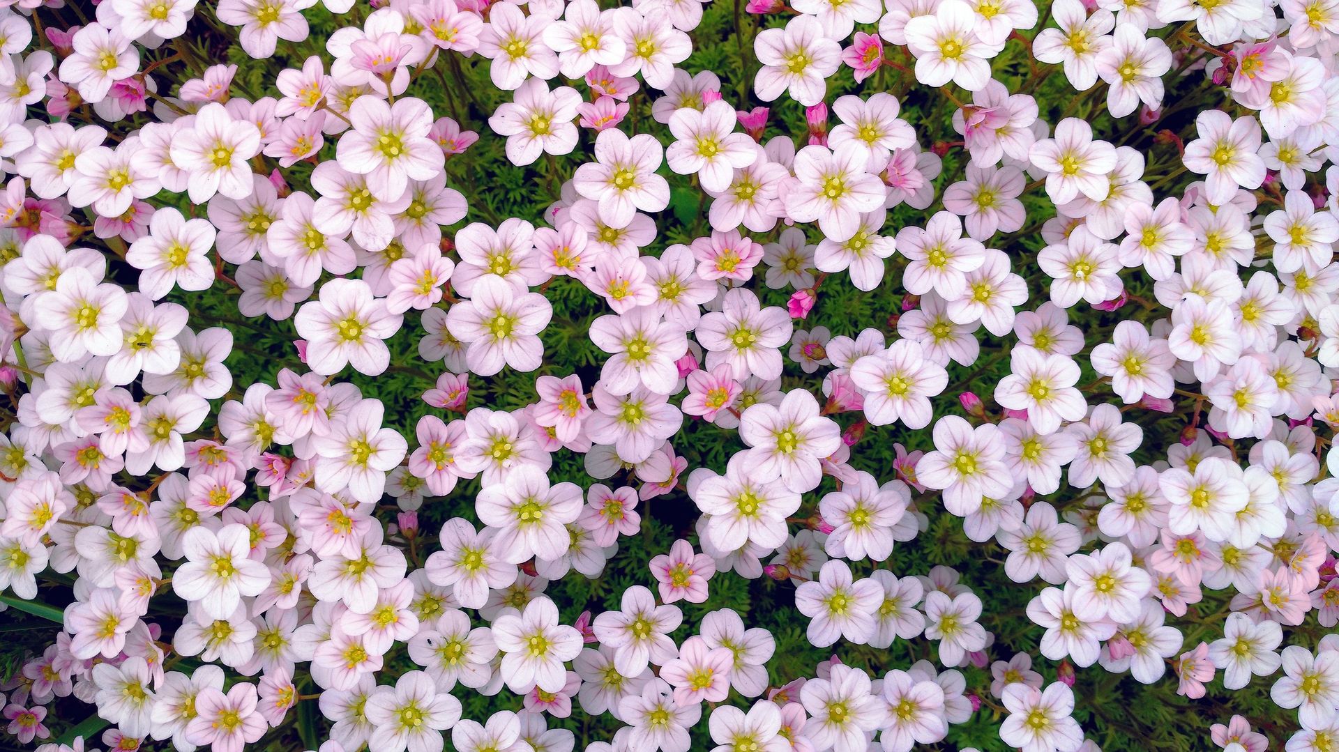 La floraison printanière des saxifrages est en forme de petites corolles étoilées, en coupe, avec une stupéfiante diversité de teintes.