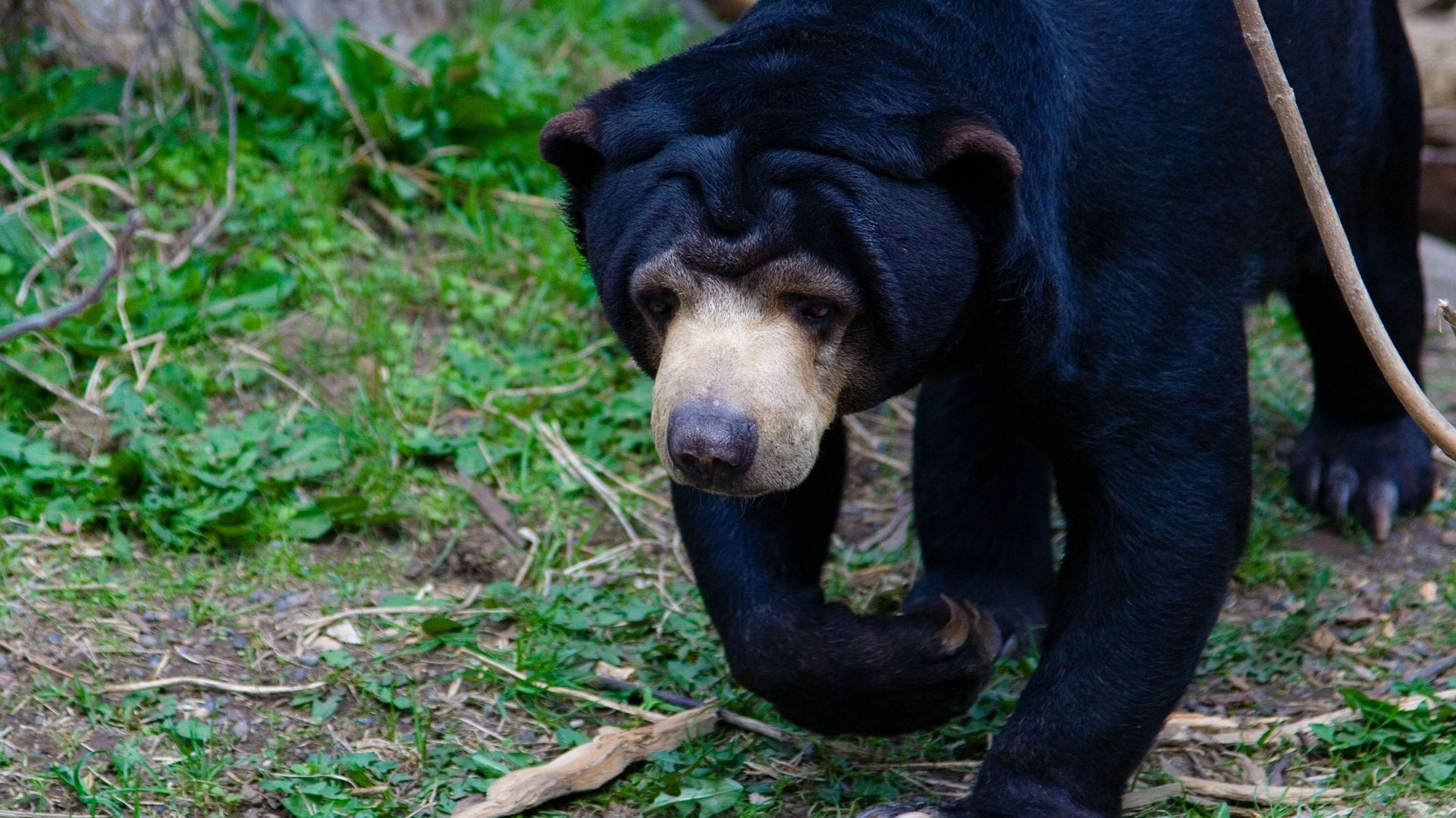 L'ours des cocotiers, le plus petit ours au monde RTBF Actus — free download