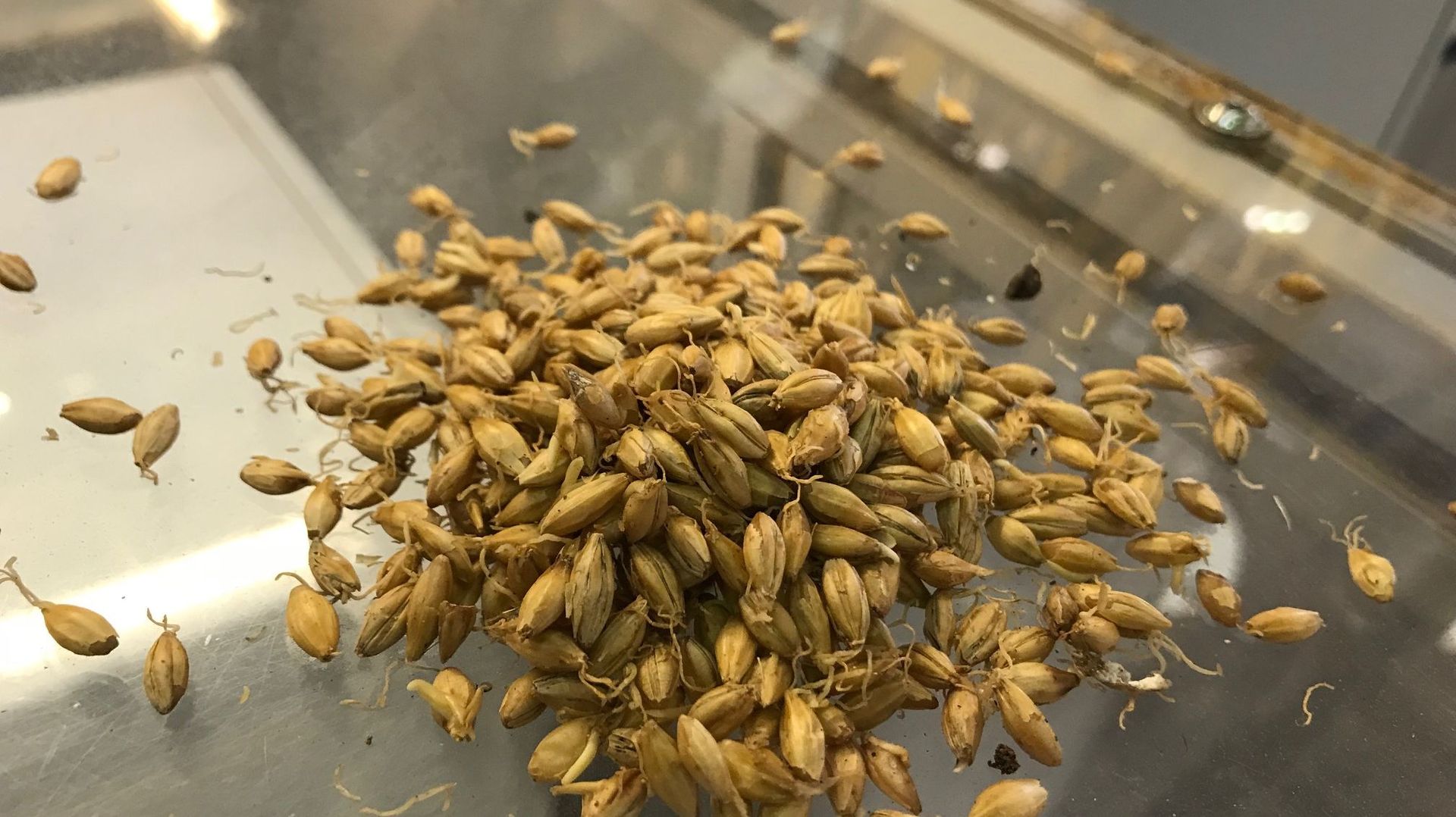 La malterie produit une septantaine de variétés de malt