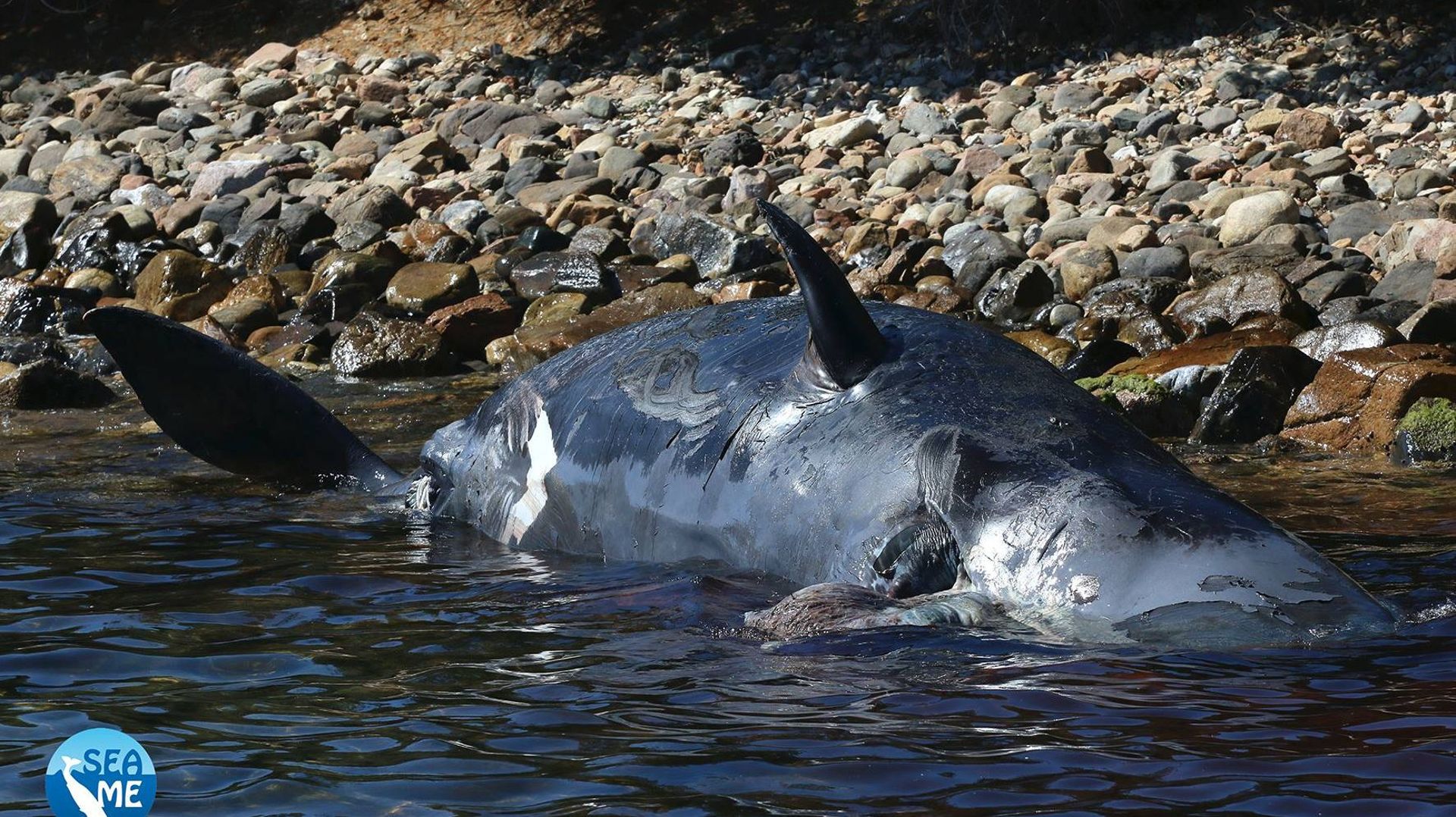Un fœtus mort et 22 kg de plastique retrouvés dans une baleine échouée en Italie