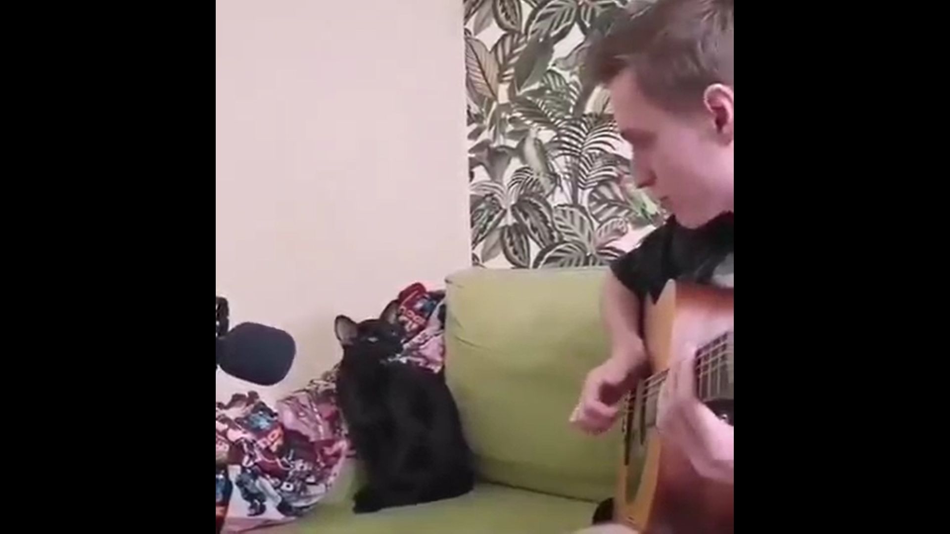 Une vidéo hilarante d’un chat qui chante le blues