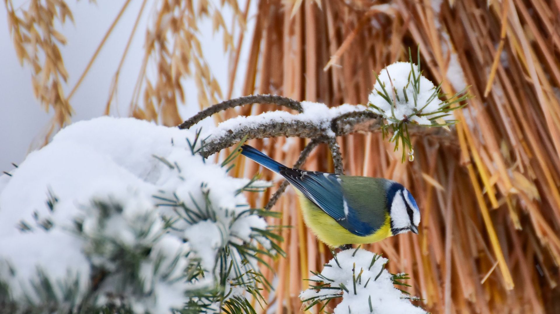 Dans un jardin bien aménagé, la mésange trouve à manger