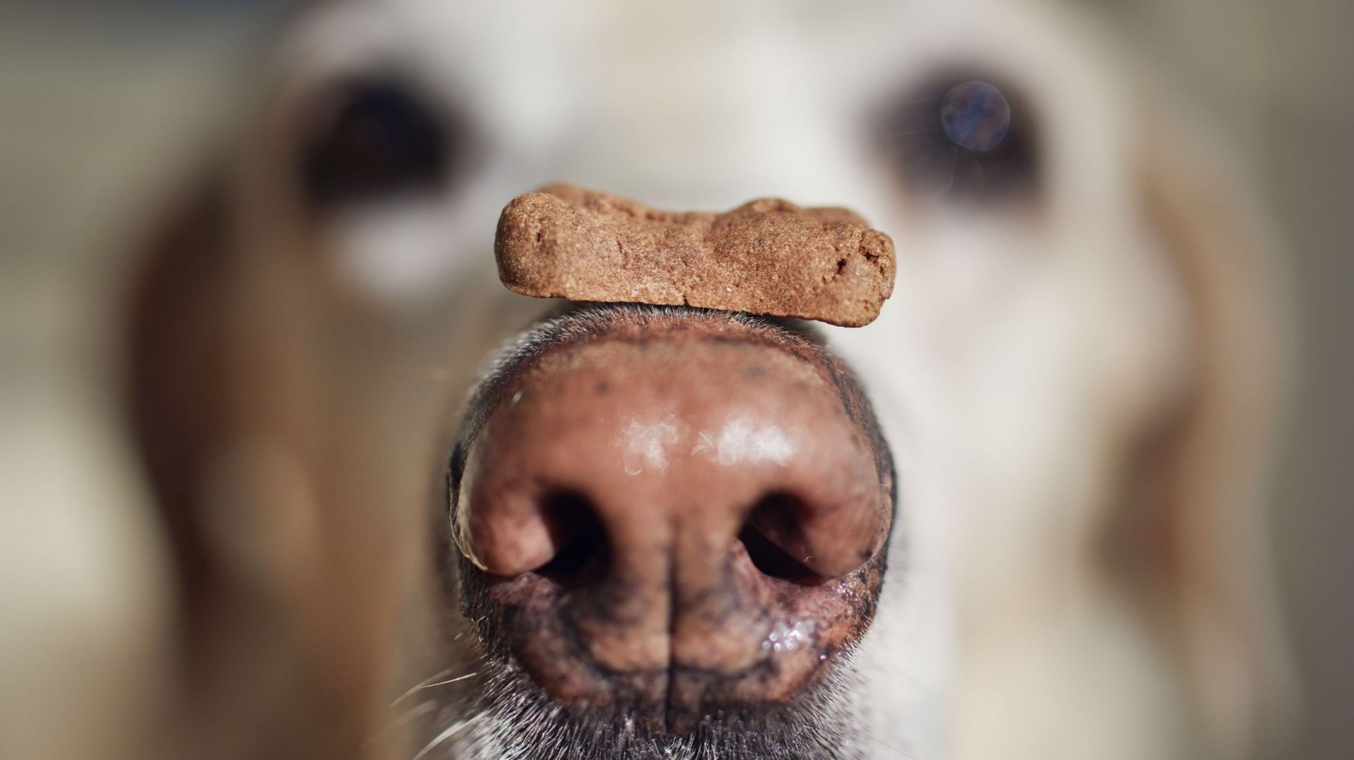 Golden retriever avec un biscuit pour chien sur son museau.